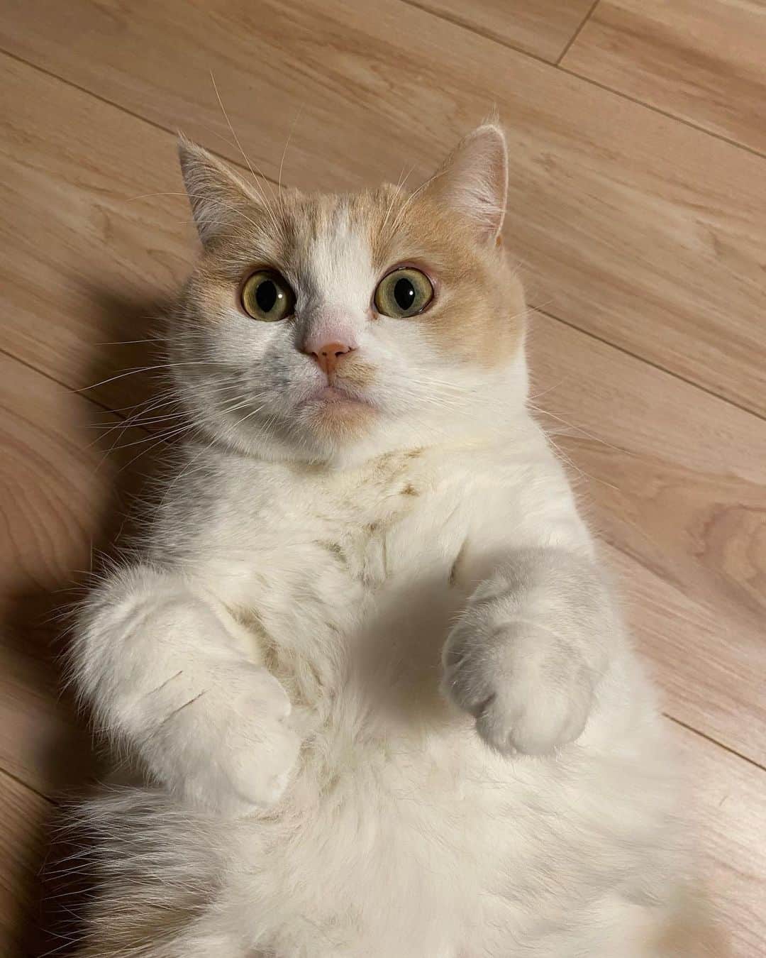 瀬戸利樹さんのインスタグラム写真 - (瀬戸利樹Instagram)「猫の日間に合った🐈 少し肥えたからダイエットすんぞ！！ #猫の日 #そして瀬戸は生まれて10000日目」2月22日 23時48分 - toshiki_seto_official