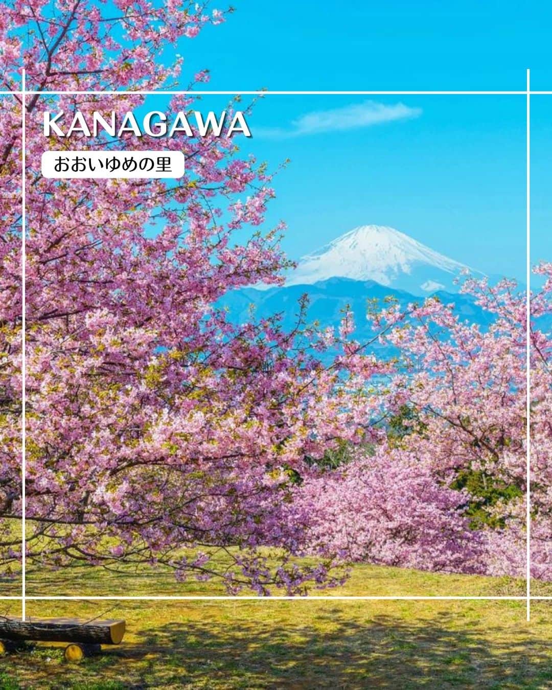 エイチ・アイ・エスさんのインスタグラム写真 - (エイチ・アイ・エスInstagram)「＼これぞ日本の春🌸／  2月23日の #富士山の日 にちなんで、今週は富士山の旅スポットをご紹介しています✨  今回は富士山と桜が綺麗に見える、神奈川県のスポットをご紹介🗻  桜は、早咲きの河津桜🌸 春が近づいてきていることを実感しますね🌹  こちらの河津桜は、3月上旬ごろまで楽しめるそうです✨  …………………………………………………………… 📍 #おおいゆめの里  📸 @kam_kam_2020 さん  早咲き桜と富士山が望めるおおいゆめの里。晴れた日は、ゆっくりとお花見するのに最高の場所ですよ🌸 ……………………………………………………………  旅先探しのヒントは こちらをチェック▶︎▶︎▶︎ @his_japan  —————— 📷旅のお写真募集中✈️ ——————  日本中、世界中の春旅のお写真を募集中🌸 #春旅のセカイ2023 のハッシュタグを付けて投稿してね🌹  また、旅の思い出は、@his_japan OR #his_japan2023 を付けてシェアしてください🙌  過去PICもOKです❗️  集まったお写真は、HISのSNSやオウンドメディアでご紹介🙆‍♀️  #旅の思い出 #国内旅行  #神奈川観光スポット #神奈川おすすめ  #富士山の旅 #河津桜 #桜と富士山  #次の旅先リスト #旅行好きな人と繋がりたい #写真好きな人と繋がりたい #旅したくなるフォト #旅スタグラム #インスタトラベル #女子旅 ＃カップル旅 #家族旅行  #instatravel #instapassport #photooftheday #instaphotography #worldtravelpics #worldtraveler #ooiyumenosato #japantravelphoto #fujisan #cherryblossoms」2月22日 18時30分 - his_japan