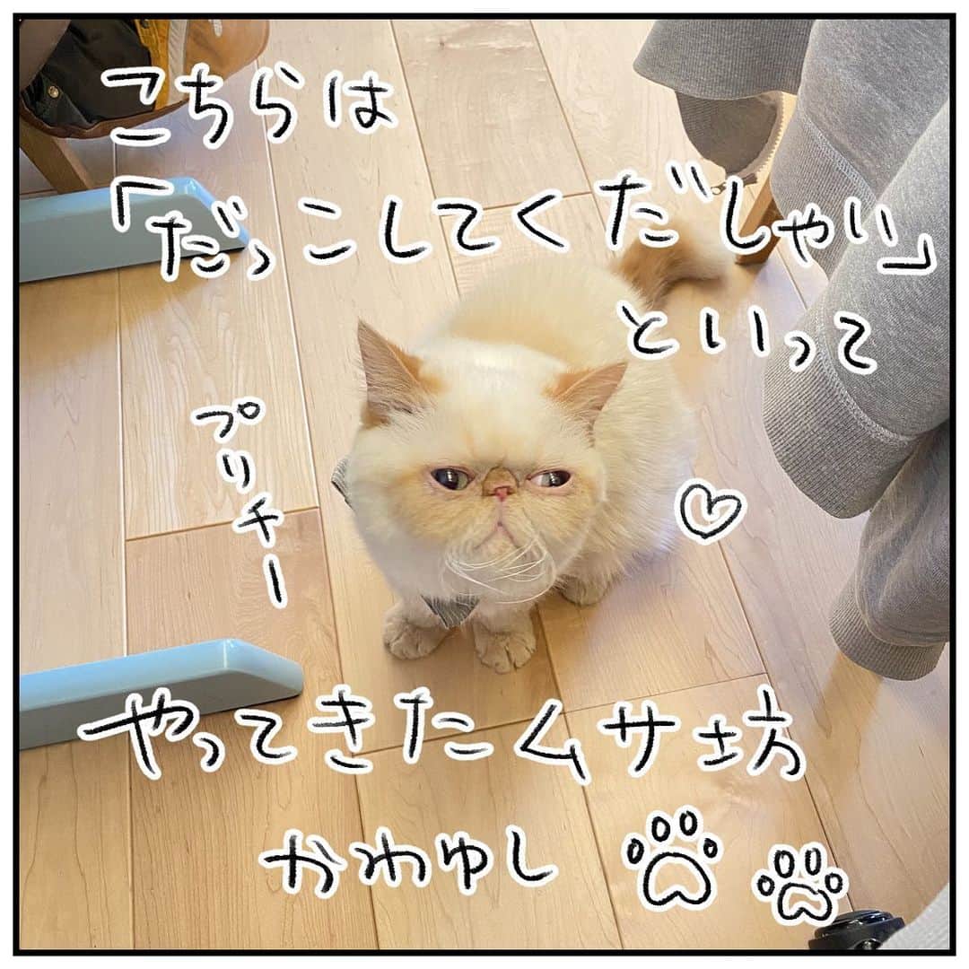 うえだしろこさんのインスタグラム写真 - (うえだしろこInstagram)「みなさま、ようやく「おひざにのっても良い人」に昇格いたしました。 祝ってくださいw  #育児漫画 #育児日記 #育児絵日記 #コミックエッセイ #ライブドアインスタブロガー #猫の日 #猫の日2023」2月22日 19時04分 - shiroko_u