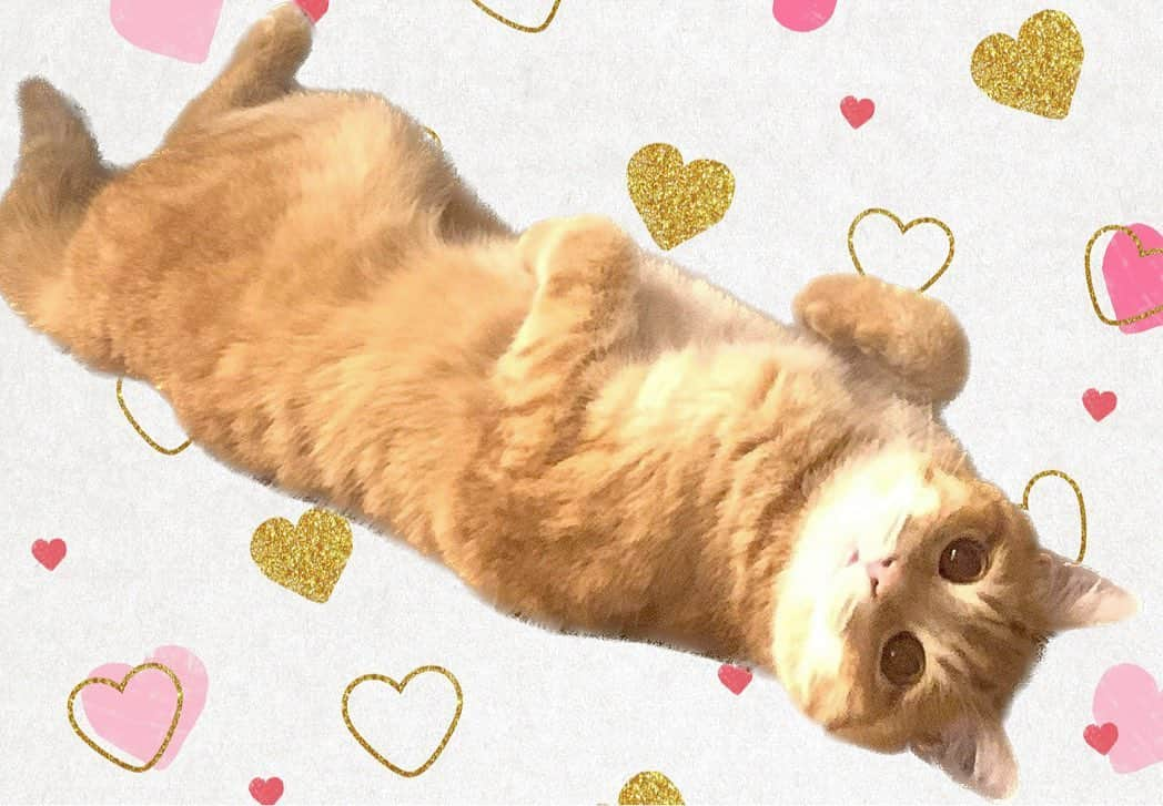 加藤綾子さんのインスタグラム写真 - (加藤綾子Instagram)「* 猫の日🐱💕  マロちゃんひっくり返ってます☺️  #猫の日 #2月22日 #マロ #保護猫」2月22日 19時13分 - ayako_kato.official