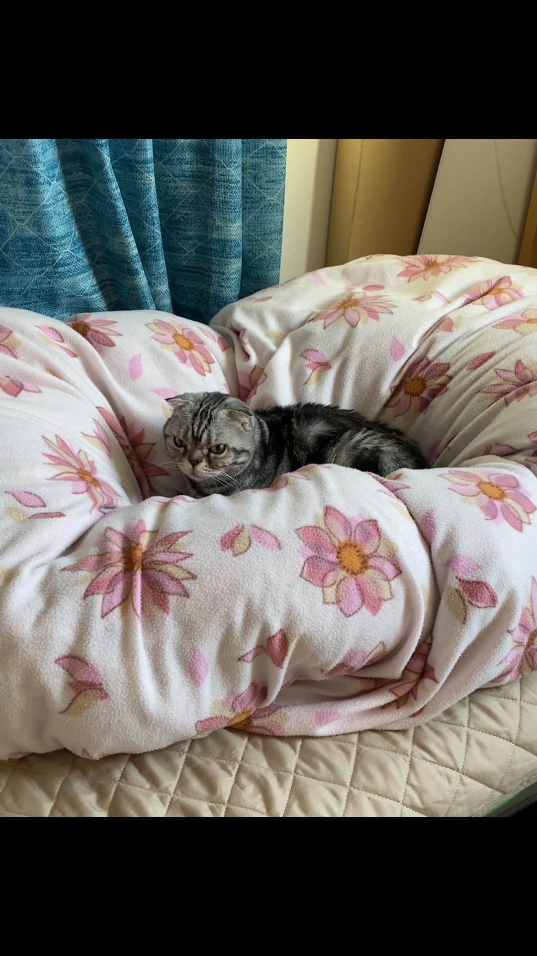 Shishi-maruのインスタグラム：「National Cat Day in Japan★猫の日」