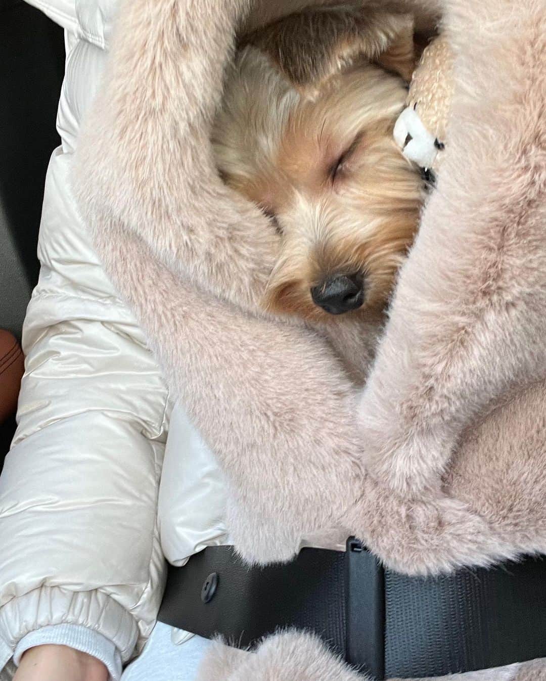 チェ・ナヨンさんのインスタグラム写真 - (チェ・ナヨンInstagram)「우리 테리 미용하고 서울 나들이 했지욤😍 아직 추워서 눈물 찍찍 테리🥶😭 추워서 많이 못 걷고 @corrr___ 방문!  이제서야 첫 방문이라니😳 아직 못 먹으니까 치팅데이때 먹을것들 미리 사서 냉동해두기😉」2月22日 19時30分 - nychoi87