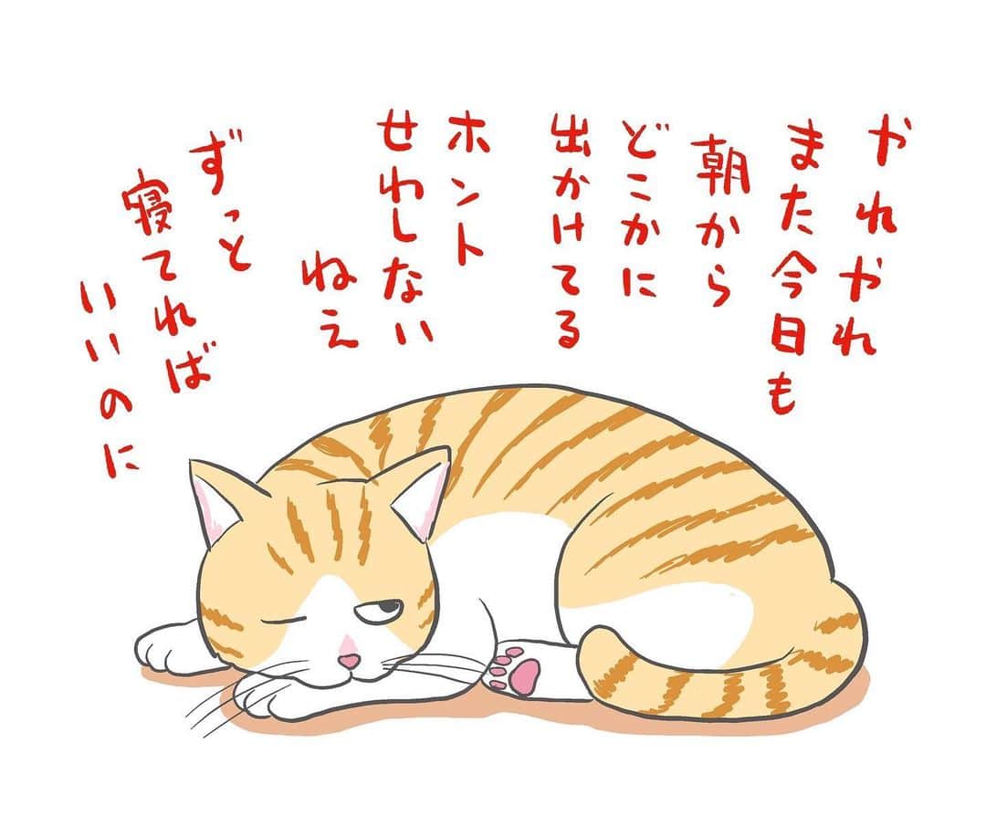 市川ヒロシのインスタグラム：「#猫の日」