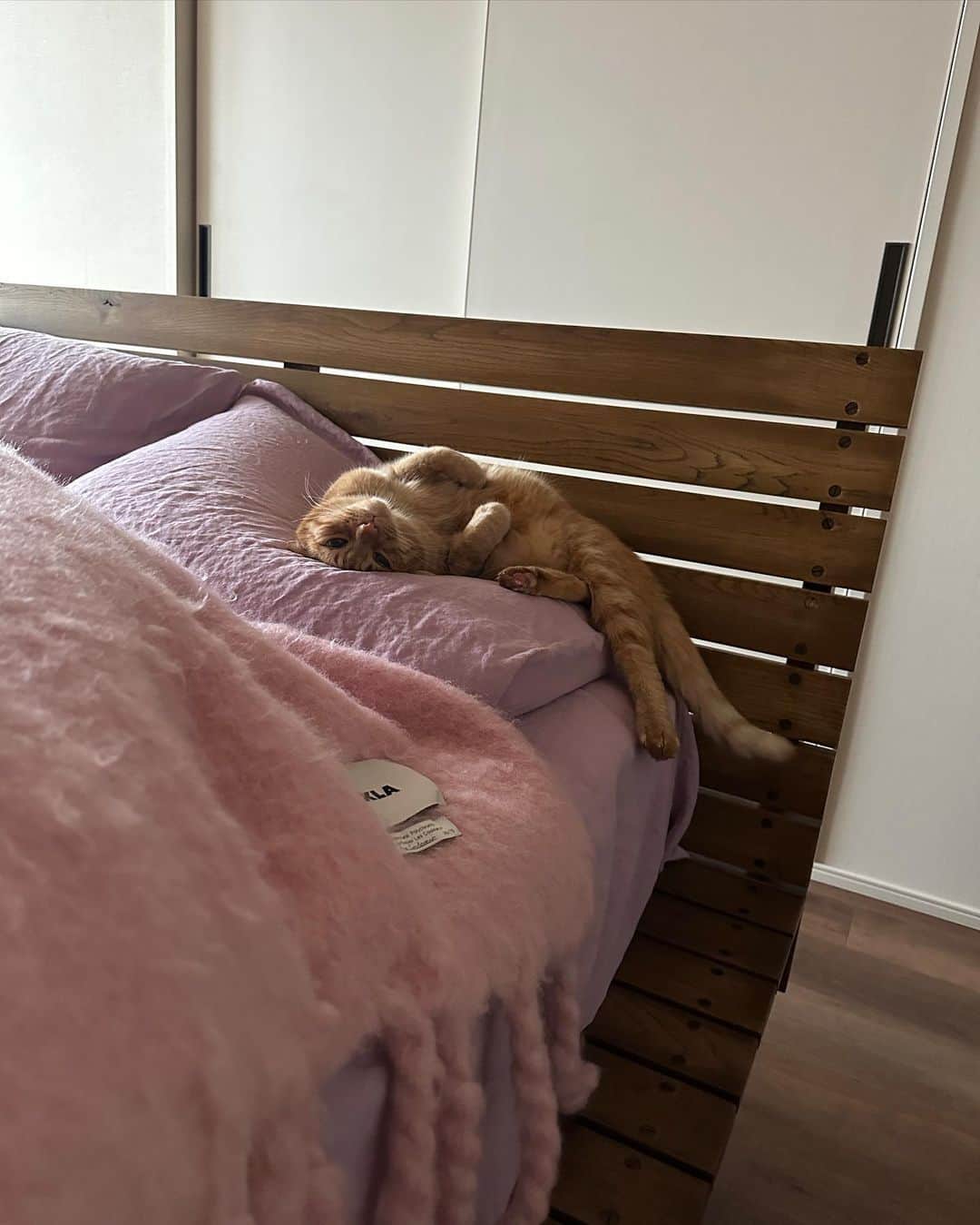 まつだみらいのインスタグラム：「🐈💕 毎日、毎日、なんでそんなに可愛いのかをたずねてしまう💕 そして、マドと出会えて良かった〜って毎日マドに言っちゃう。笑 マドの性格がほんとにすき😚  #猫の日」