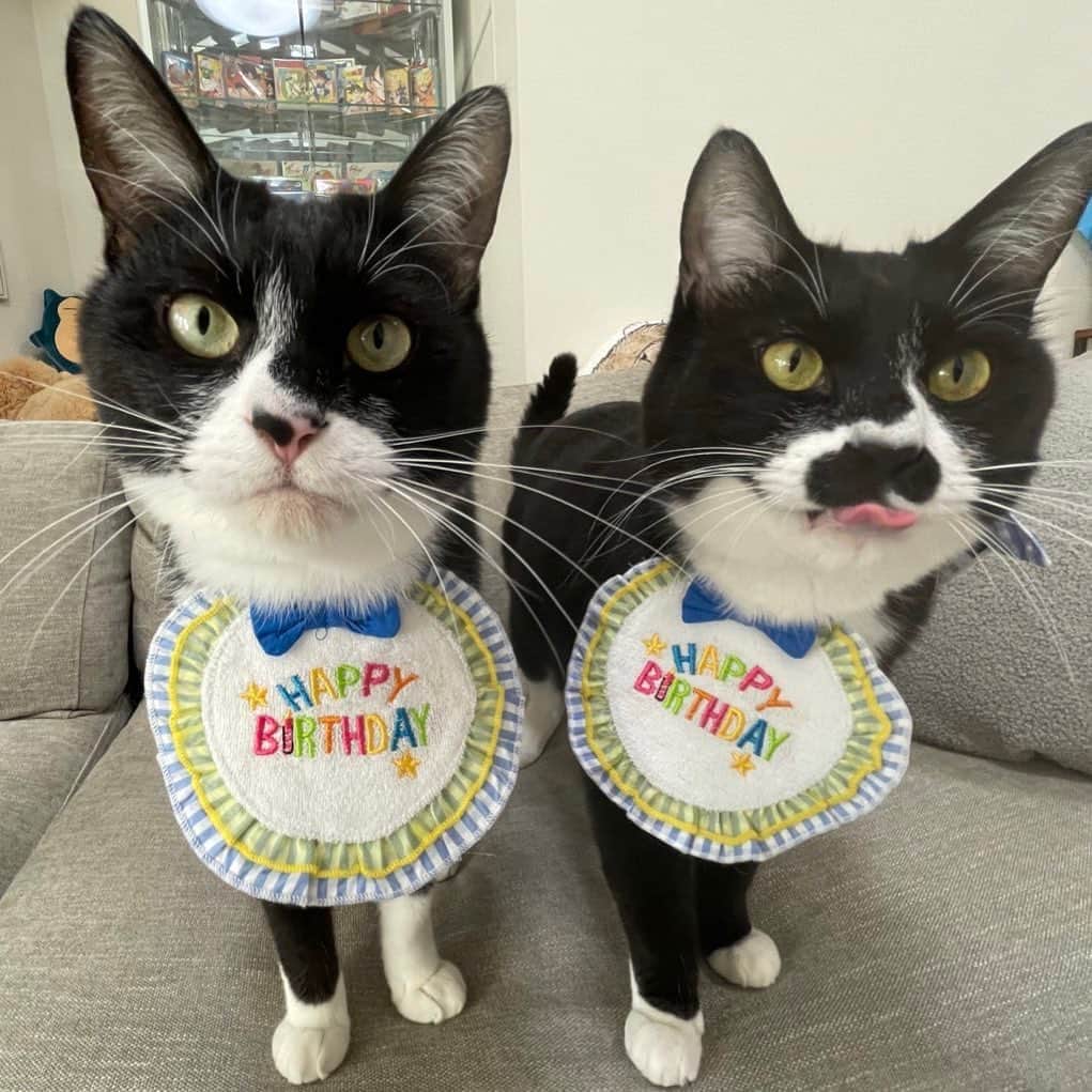 Geroのインスタグラム：「本日は我が愛猫、うどんとさぬきの誕生日です。  𝑩𝑰𝑮 𝑳𝑶𝑽𝑬______💓💓」
