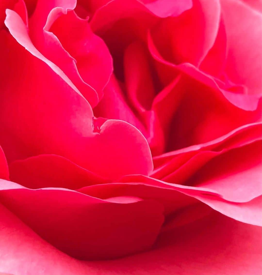 佐藤奈々子のインスタグラム：「薔薇がなくちゃ生きてゆけない 徹さんへ  天国にはきっと 見たことないくらい美しい薔薇が 咲いていることでしょう ついこないだ一緒に作った曲 きっと歌いましょう 待っててね 安らかに  Rest In Peace」