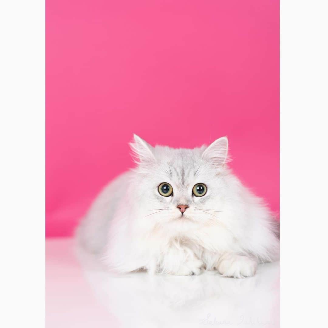 詩音さんのインスタグラム写真 - (詩音Instagram)「2/22猫の日‪🫶🏻🤍 ̖́-‬ いまの待ち受けです🐈」2月22日 20時33分 - sieg_shion