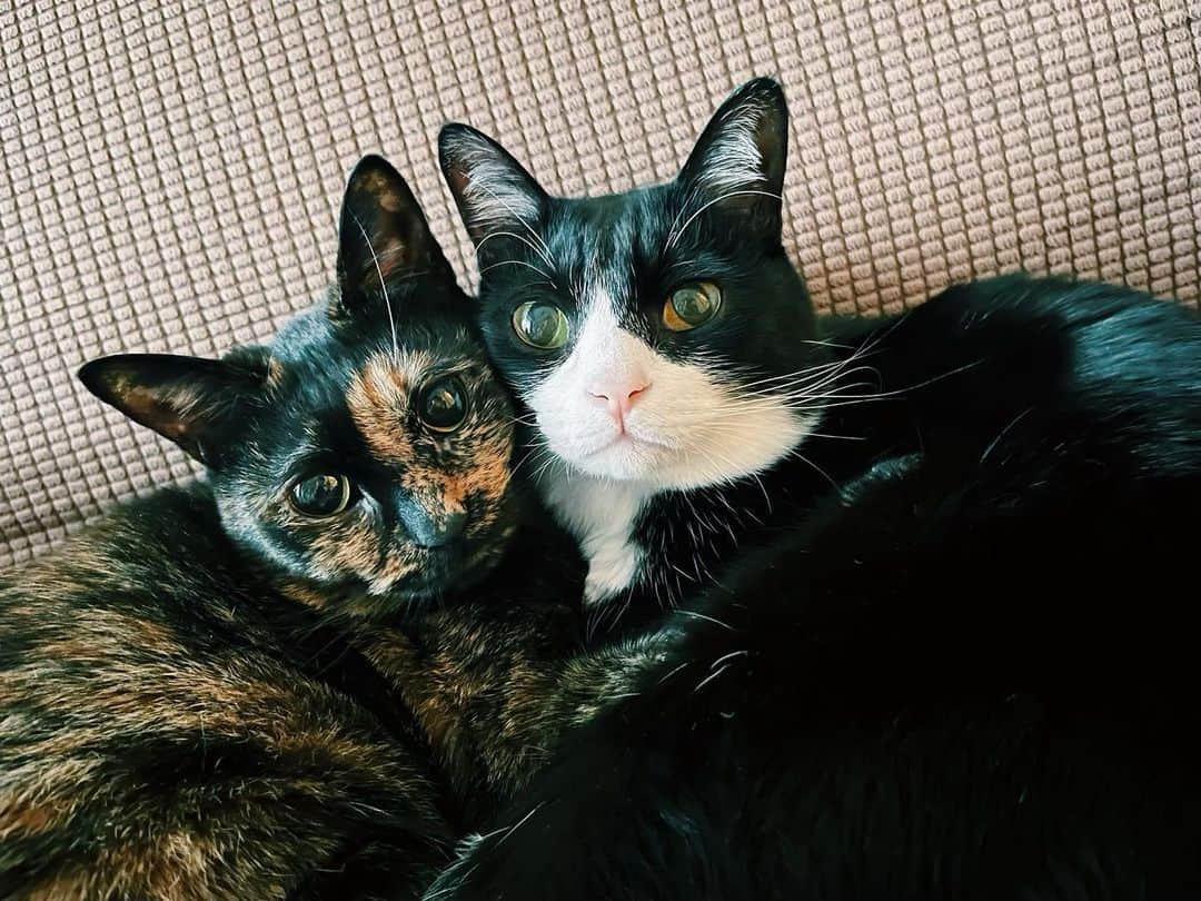 南波志帆さんのインスタグラム写真 - (南波志帆Instagram)「気づいたら、いつも寄り添っている2匹。柄で分かりにくいのですが、よく見るともけちゃんがまめくんを抱っこしているのです🐈🐈‍⬛  らぶらぶ  #猫の日」2月22日 20時57分 - nanbashiho