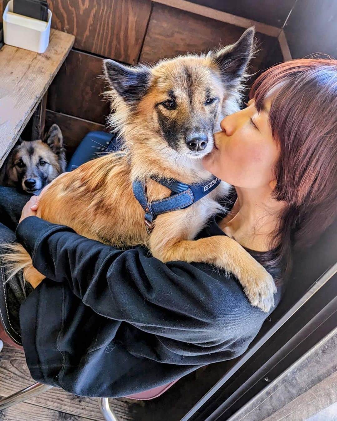 のインスタグラム：「甘えん坊のベルカちゃん🐕 抱っこしてー❣️とやってくる😆 でもさ、、 抱っこのサイズじゃないんですけど😂笑笑 ビーが亡くなってから、ますます甘ったれのベルカです🐕私も同じ気持ちかも😅 #akko #akkostagram #mll #保護犬」