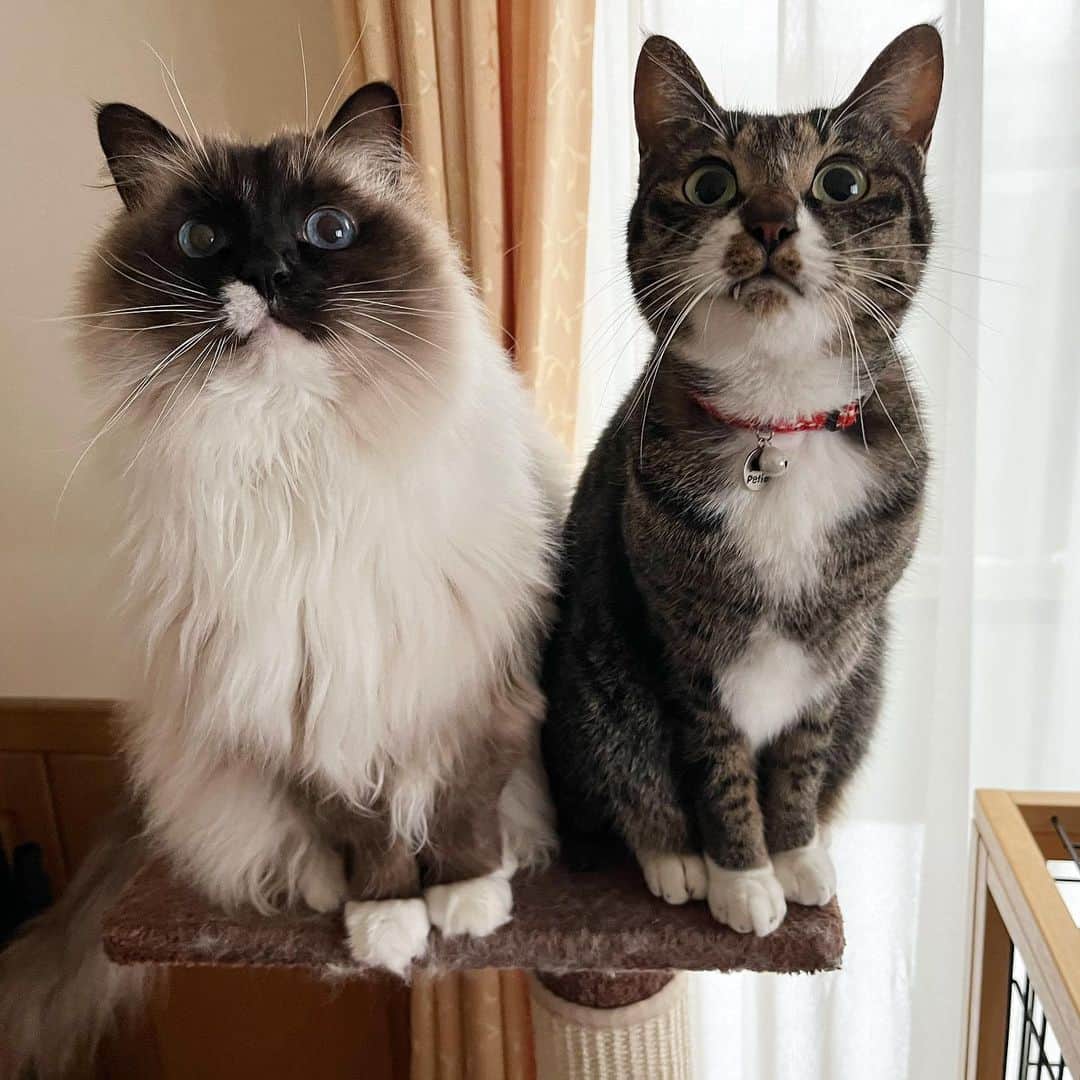 takegaeruのインスタグラム：「#猫の日  エブリデー猫の日です❗️ これからも穏やかに幸せに過ごせますように🥰 #cat #猫 #ragdoll #ラグドール #ホワイトポッチーズ #よもねこ #よもぎねこ #キジトラ #きじとら」