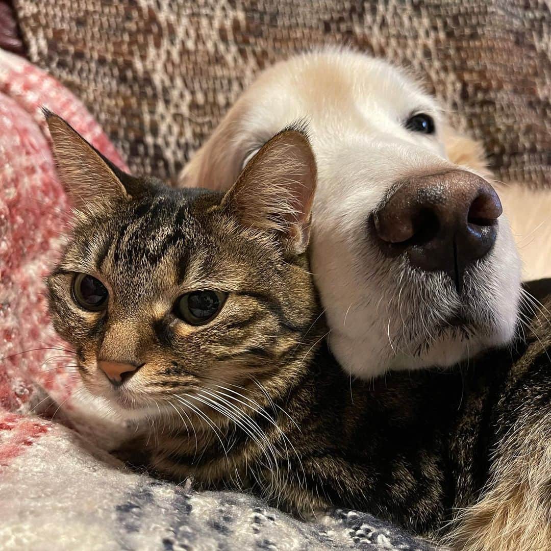 のインスタグラム：「2.22猫の日 Ichimi & Ponzu #猫の日」