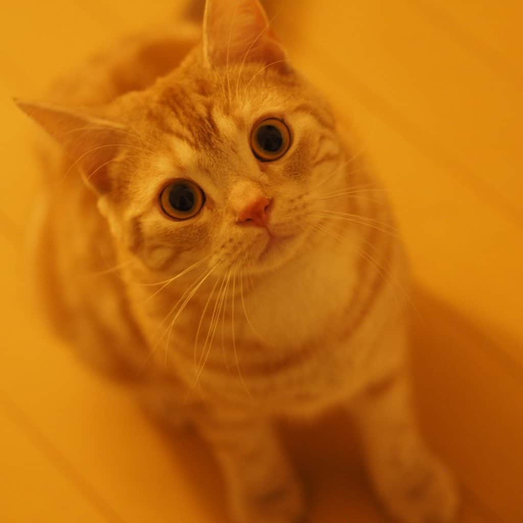 ruiruiのインスタグラム：「今日のこっちゃん（2023/02/22） 猫の日なのでこっちゃんの写真もどうぞ🐱 . . #虎大朗 ＃猫の日 #スコティッシュフォールド #猫 #ねこ #にゃんこ #ネコ  #ねこ部 #ふわもこ部  #ねこすたぐらむ #にゃんすたぐらむ #ねこのいる生活 #ねこのいる暮らし #猫好きさんと繋がりたい #猫のいる暮らし #cat #instacat #catstagram  #ilovemycat #instagramcats  #meow #pet #petstagram #catstagram_japan #kitty」