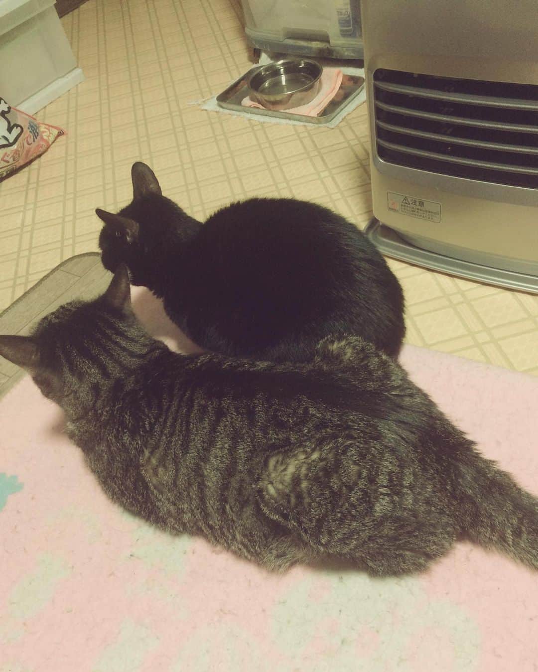 滝裕可里さんのインスタグラム写真 - (滝裕可里Instagram)「猫の日🐈🐈‍⬛🐈 愛しい子たち 一生愛してる」2月22日 22時02分 - takiyukari_official