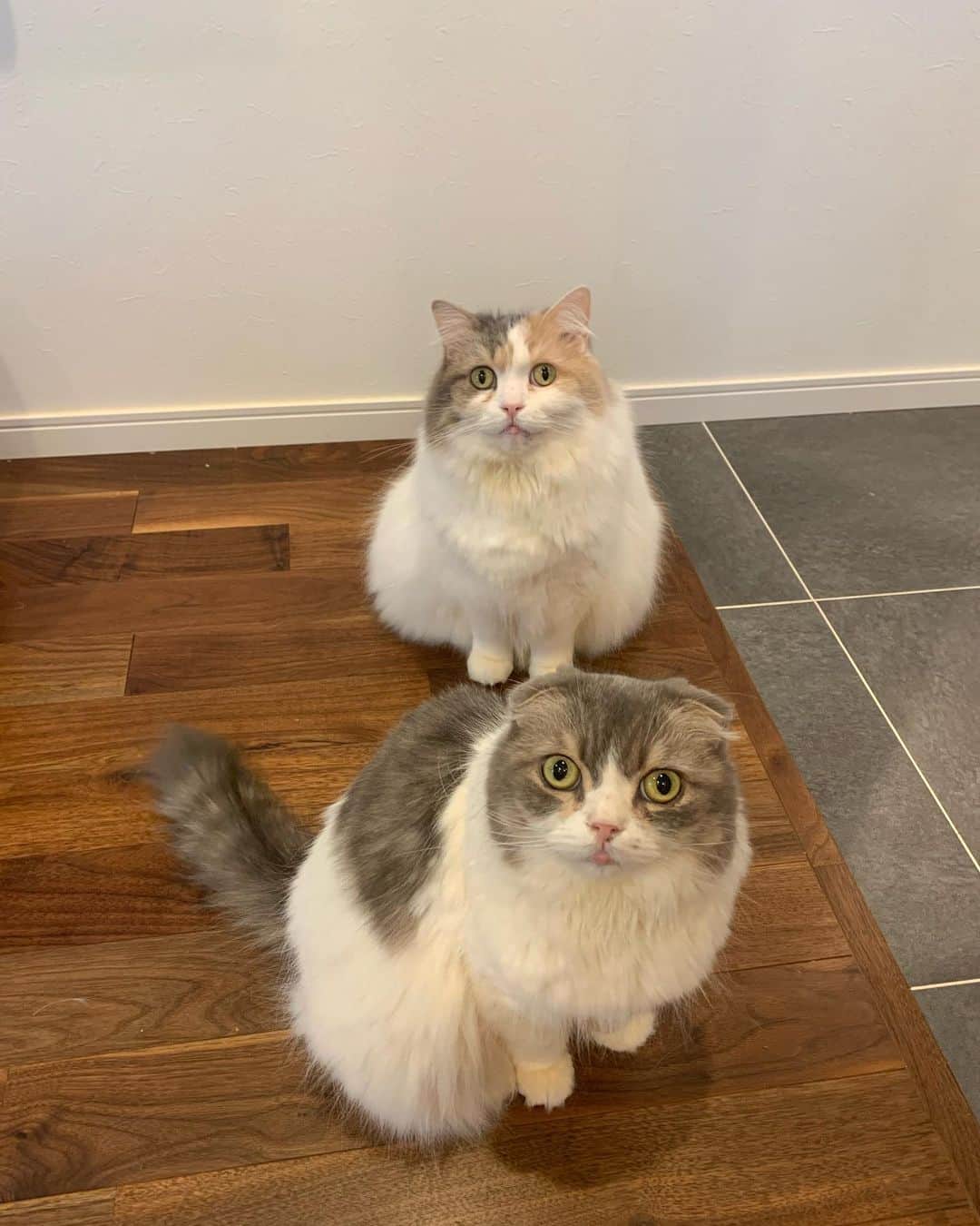 こま♔そらさんのインスタグラム写真 - (こま♔そらInstagram)「こまそら koma&sora🐾 2023.2.22 . #猫の日 おめでとう🎉 . . お馴染みの #ご飯待ち . #にゃんにゃんにゃんの日  . #スコティッシュフォールド #こまそら　 #scottishfold#neko#cute#cat#ねこ#猫 #ネコ#meow #catstagram#catsofinstagram #instagram #cats_of_instagram #kitty  #もふもふ #kawaii #adorable #fllufycat #bestmeow #bestcats_oftheworld」2月22日 22時05分 - koma_sora
