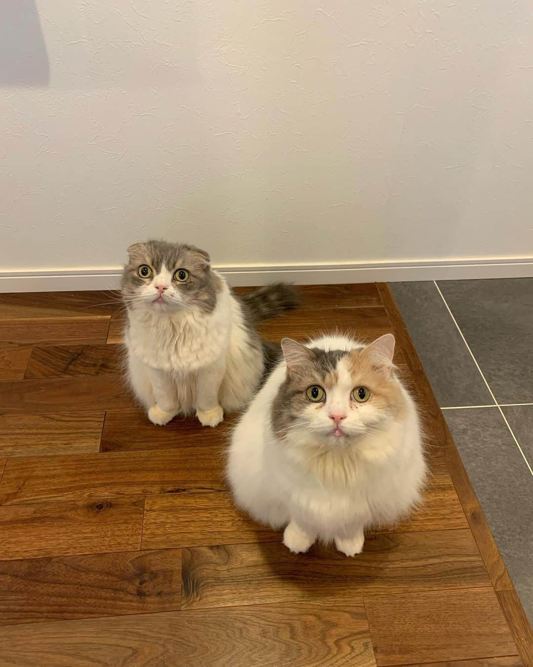 こま♔そらさんのインスタグラム写真 - (こま♔そらInstagram)「こまそら koma&sora🐾 2023.2.22 . #猫の日 おめでとう🎉 . . お馴染みの #ご飯待ち . #にゃんにゃんにゃんの日  . #スコティッシュフォールド #こまそら　 #scottishfold#neko#cute#cat#ねこ#猫 #ネコ#meow #catstagram#catsofinstagram #instagram #cats_of_instagram #kitty  #もふもふ #kawaii #adorable #fllufycat #bestmeow #bestcats_oftheworld」2月22日 22時05分 - koma_sora