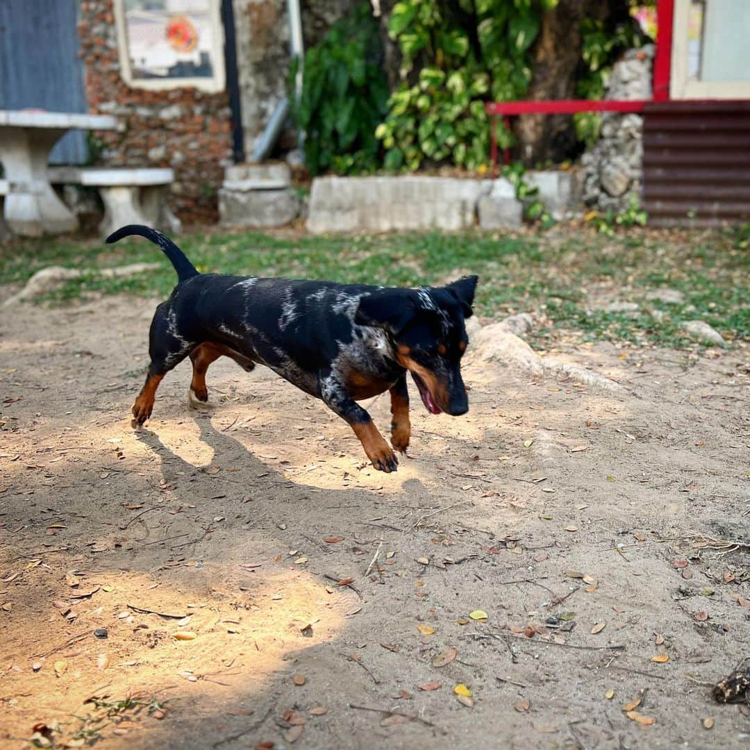 Hoykong&Plamuekのインスタグラム：「Jump!!!  #คั่วกลิ้งไส้กรอก #dachshund    #dachshundofinstagram #doxiesofinstagram  #kg_doxie #คั่วกลิ้งไส้กรอก #ปลาหมึกคั่วกลิ้ง #dachshund #kuaglingdoxie」