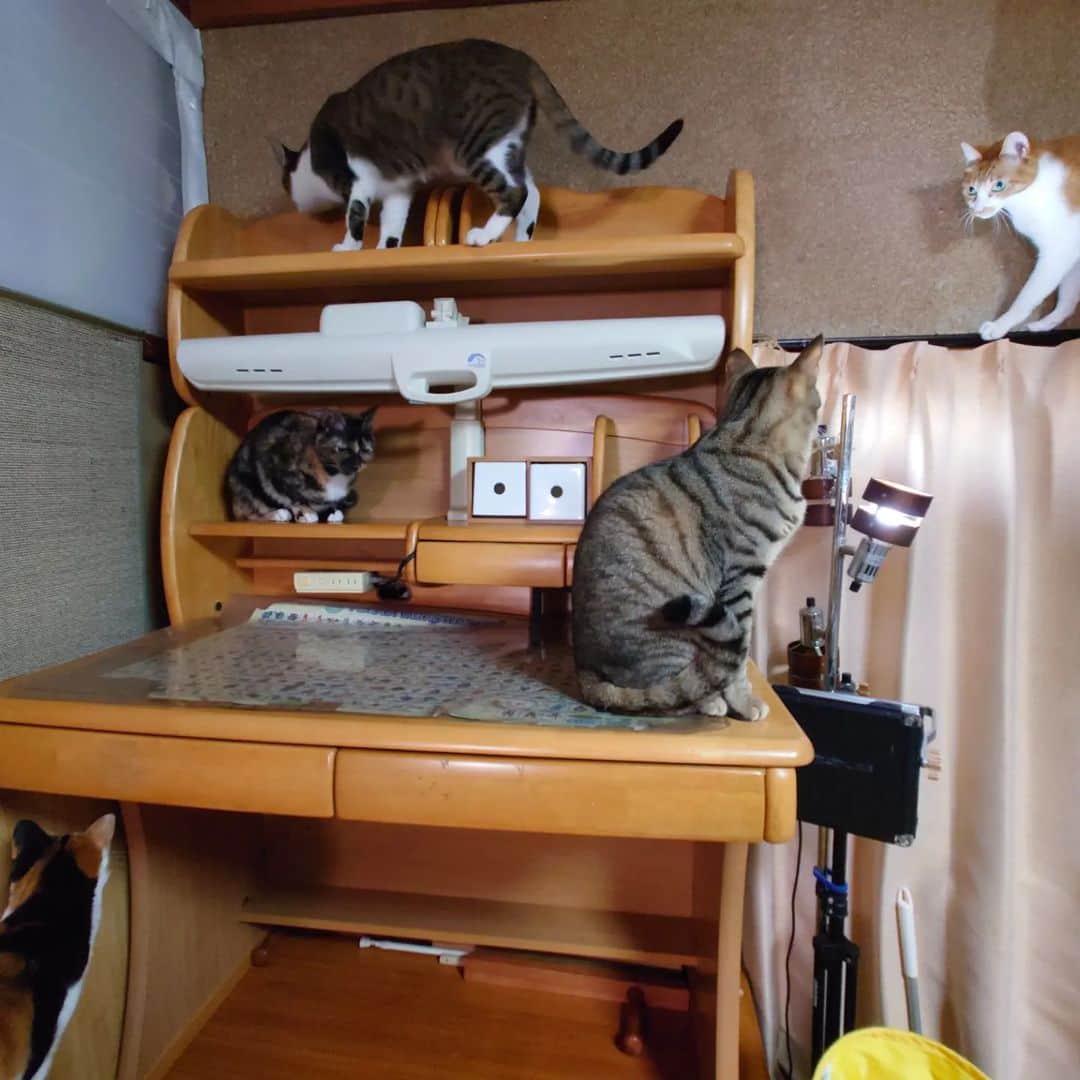 Miaouさんのインスタグラム写真 - (MiaouInstagram)「猫部屋の勉強机の裏。 猫たちが寝たり、隠れたり所等、猫たちが好きなように使っている。  机の裏は、襖なんだけど、もはや木枠だけになっていた、しかも襖の棧もかじられていた。  取りあえずダンボールで応急処置した。 何か対策を考えよう。  #猫部屋 #みゃう#miaou #みゃうの猫日記 #猫 #みゃうの保護猫」1月30日 1時19分 - catsroom_miaou