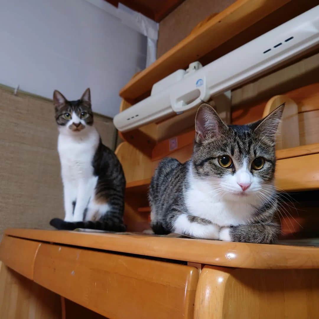 Miaouのインスタグラム：「猫部屋の勉強机の裏。 猫たちが寝たり、隠れたり所等、猫たちが好きなように使っている。  机の裏は、襖なんだけど、もはや木枠だけになっていた、しかも襖の棧もかじられていた。  取りあえずダンボールで応急処置した。 何か対策を考えよう。  #猫部屋 #みゃう#miaou #みゃうの猫日記 #猫 #みゃうの保護猫」