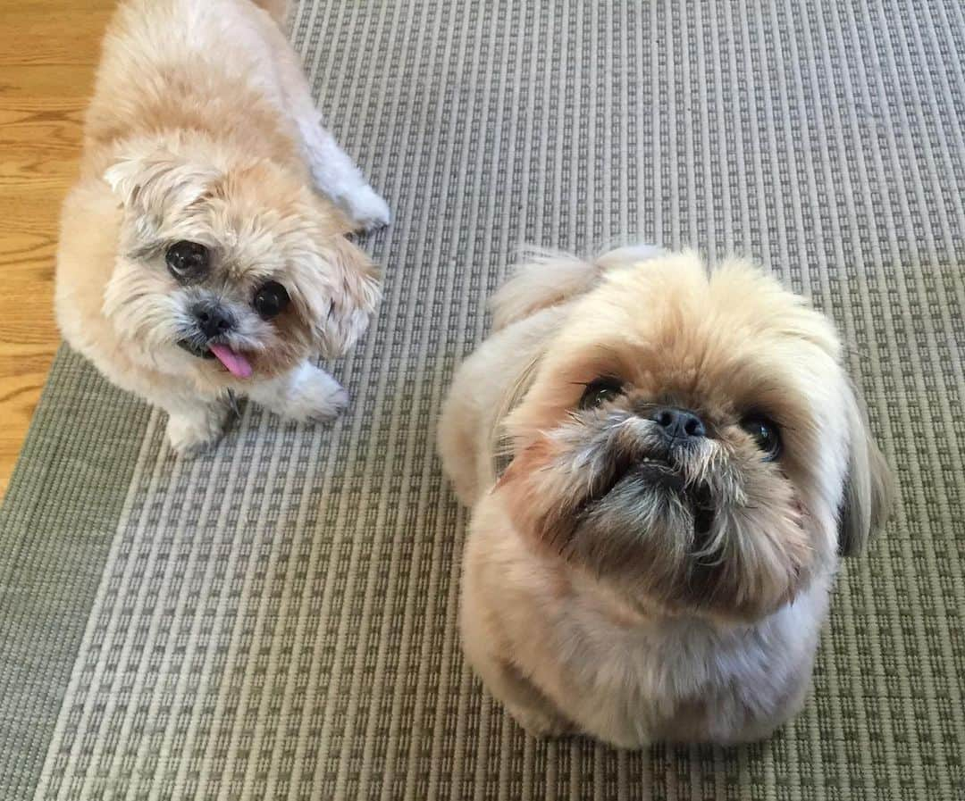 Marnie The Dogさんのインスタグラム写真 - (Marnie The DogInstagram)「Happy 10th birthday to my OG Instagram bro @dailydougie 🎂 very nice man good manners」1月30日 3時45分 - marniethedog