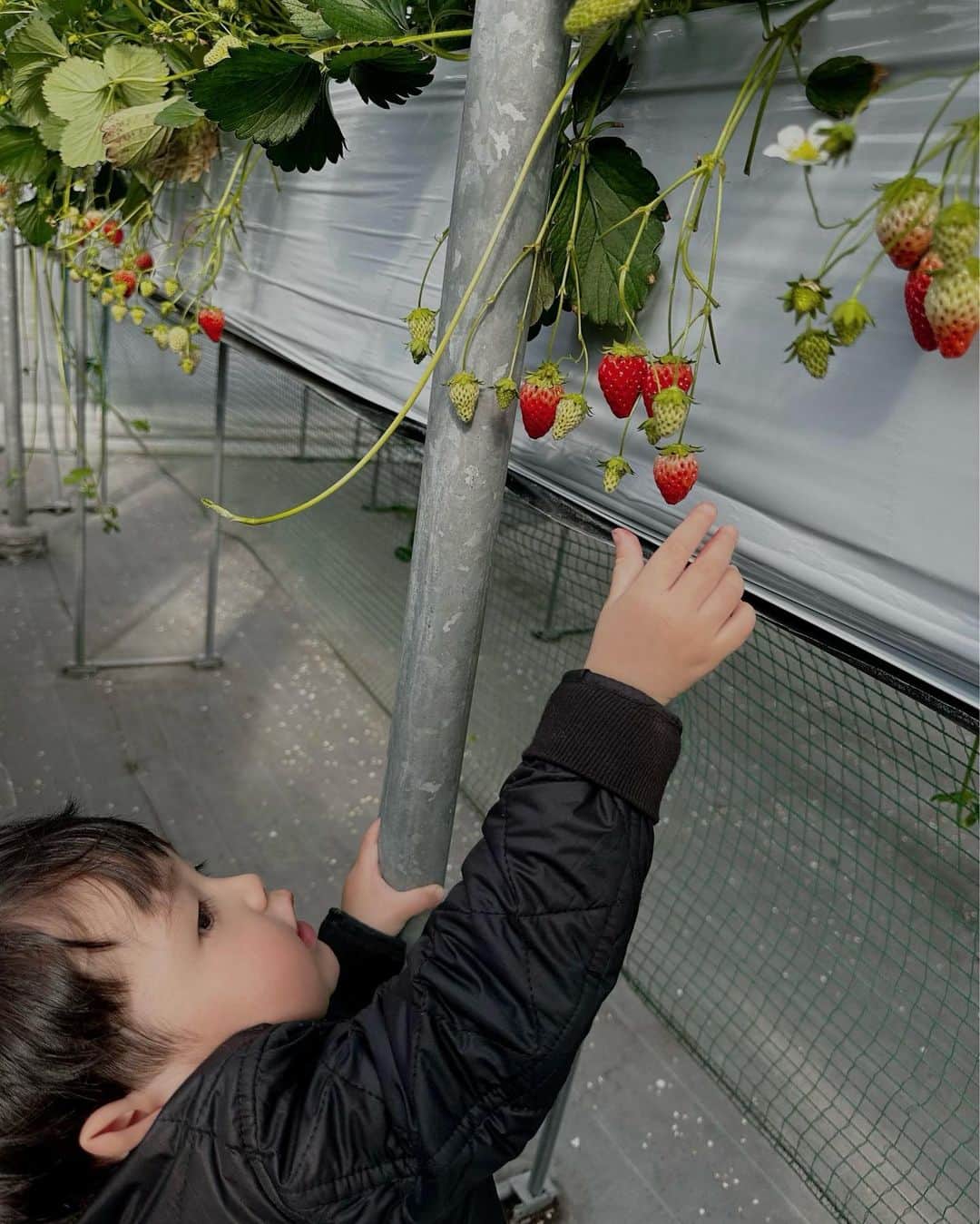 小田切恵子のインスタグラム：「🍓  いちごブーム到来👶🏻 ミニトマトを見て「いちごっ」 りんごの絵を見て「いちごっ」  #いちご狩り🍓」
