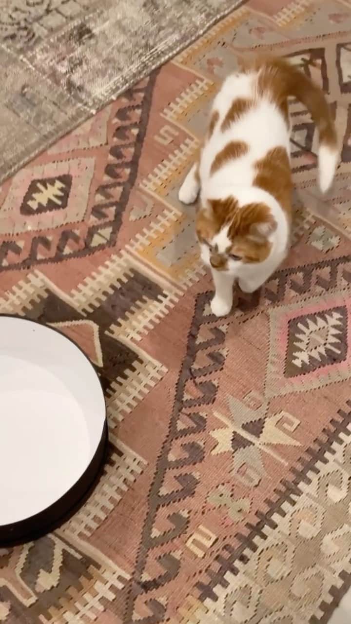 のインスタグラム：「1日のタイムスケジュールの中に「どんこ散歩」という足腰を鍛える運動の時間が数回あります。ご飯の前に「ど〜んこ、どんこ〜どんこ散歩〜」と呼びながら誘導し、部屋の端から端まで、どん様を歩かせます。飼い主曰く、高めの声で呼びかけるのがポイントだそう。呼びかけ通りに歩かない時もあり「ど〜んこ、どんこ〜」をただただ繰り返すお世話係なのでした。  #どんころり番外編」