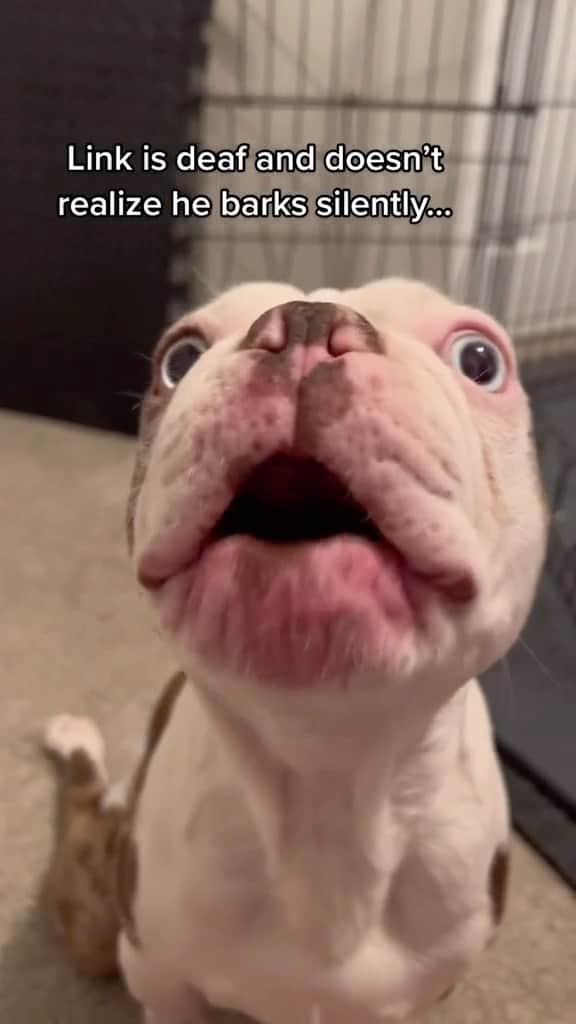 BarkBoxのインスタグラム：「I think he won that argument 😌   Link became paralyzed November of last year - once he’s fully vetted he’ll be looking for his forever home! Learn more about him over on @snarlrescue 🫶  @snarlrescue ♥️」