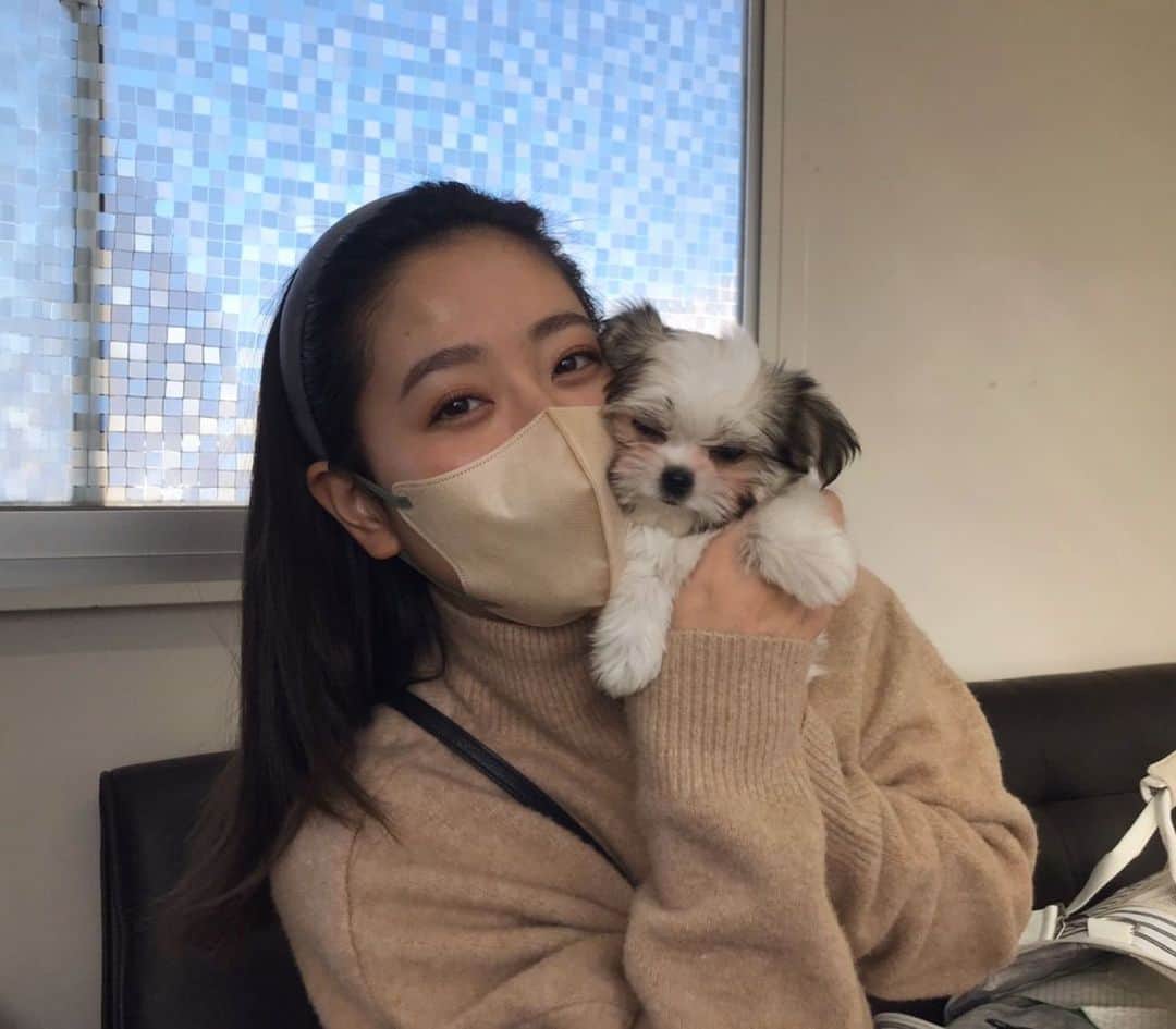 村上友梨のインスタグラム：「家族が増えました🐶🌼🌱  あっという間に1月も終わりそうで全然更新していませんでしたが… 昨日から可愛い可愛い娘を迎え入れました🫶  『ちぇる』ちゃんです🐶🚺  可愛くて可愛くて愛おしい… まだ赤ちゃんなのでトイレトレーニングから頑張ってますが、私が離れるとキュンキュン泣くので中々用事が進まない😂  全力で愛を注ぐからね❤️  改めまして今年もよろしくお願いいたします🥰 　#マルチーズ　#チワワ　#ミックス #チワマル　#犬好きと繋がりたい」