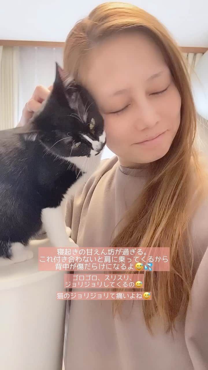 maika_kikitoyjijiのインスタグラム：「朝の儀式♡ とにかくジョリジョリ痛いです😅❤️  #cat #neko #ねこ #猫 #kitty #保護猫 #ハチワレ猫  #ねこすたぐらむ  #ねこすきさんと繋がりたい  #ねこのいる生活  #ねこと暮らす  #猫と暮らす  #猫部」