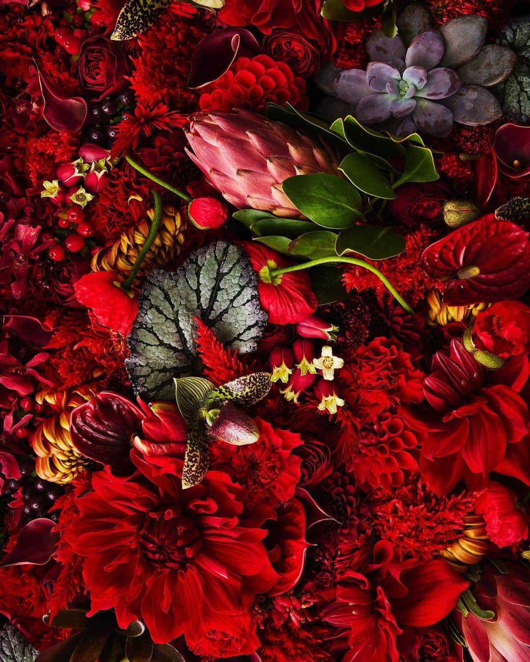 東信のインスタグラム：「Flowers #amkk #amkkproject #makotoazuma #azumamakoto #東信花樹研究所 #東信 #jardinsdesfleurs #shiinokishunsuke #flowerart #flower #flowers」