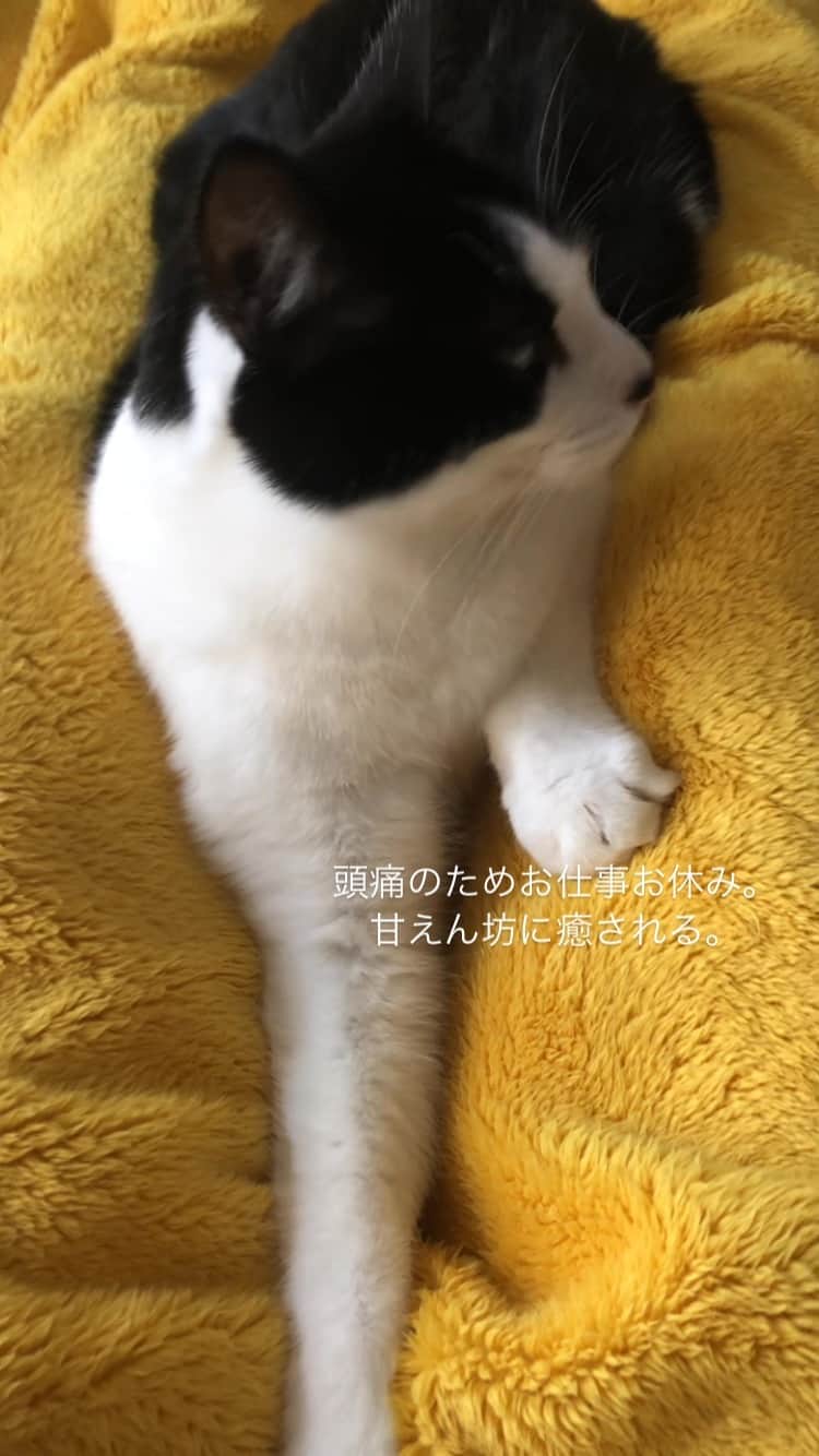 ぽんずのインスタグラム：「#ねこ#猫#猫好き#親バカ#はちわれ#ハチワレ#はちわれ猫#ハチワレ猫#白黒猫部#にゃんすたぐらむ#猫大好き#うちの猫自慢#白黒猫 #我が家のぽんずくん #ちゅーちゅー妖怪」