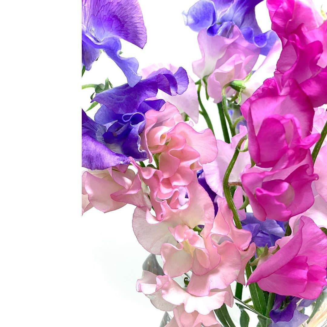 大島璃音のインスタグラム：「.  昨日、試験終わり早速お花を買いに💐  前回の素敵な紫色のスイートピーが長持ちしてくれたので ピンク色の可愛いスイートピーを沢山仲間に💕  フリルが可愛くて色んな角度から接写しました📷 そして前を通るたびに良い香りがします♡  寒い日が続いていますが、 気持ちを明るくしてくれます🪄 暖かくして体調に気をつけて過ごしていきましょうね〜」