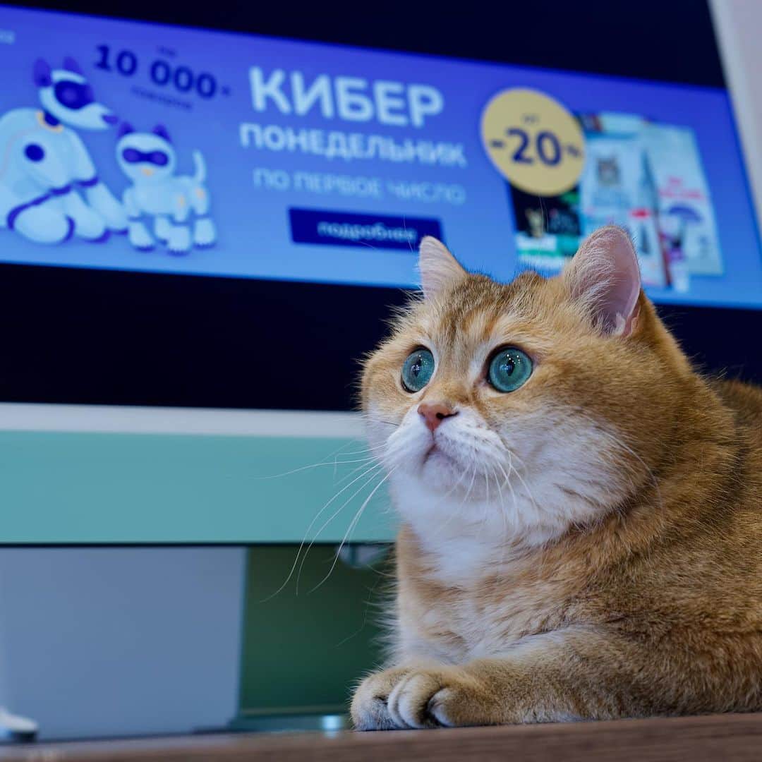 のインスタグラム：「Друзья, КИБЕР понедельник по первое число! В зоомагазинах «Бетховен» @zoobethowen с 30.01 по 01.02 скидки от 20% на более 10 000 товаров. Не пропустите! 😺🛒 . It's Cyber ​​Monday at my pet store! 🤖」