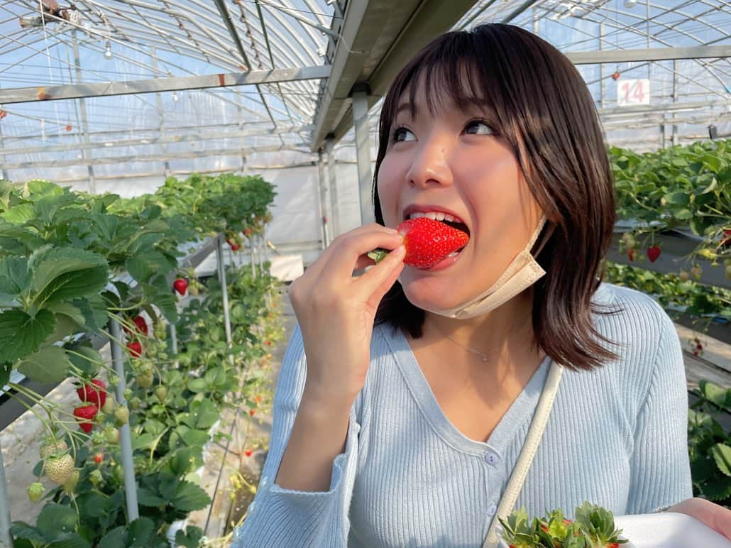 木岡真理奈のインスタグラム：「すごい顔…🥹  西島園芸団地のいちご狩りは年に２回いきます🍓笑 味が濃くてジューシーで最高🍓  #西島園芸団地 @nishijimaengei  #いちご狩り #いちご  ちなみにこの時は上段下段は種類が違うくて食べ比べもできました😋  おすすめのフルーツ狩りがあれば教えてください〜！」