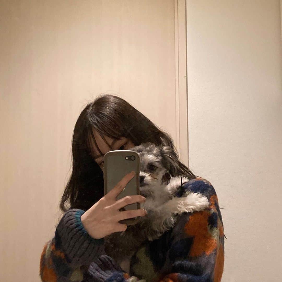 夏目志乃のインスタグラム：「ちゃむよりもむっちり 我が家の賑やかし担当  #愛犬  #お犬様 #癒しわんこ」