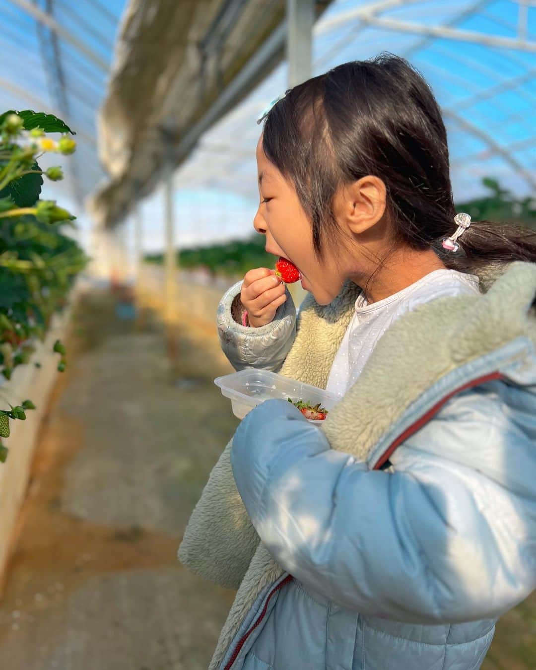 高橋有紀子さんのインスタグラム写真 - (高橋有紀子Instagram)「* 初めてのいちご狩り🍓 @湘南いちご狩りセンター  30分じゃ足りない！と思ったけど、 充分過ぎる程食べたし、 当分いちごは良いや、、と思ったけど、 また行きたくなってる🥹💭  ここは湘南育ちの野菜も直売してて それも含めて楽しかった🥦🧡  #いちご狩り #湘南 #初めて記念日」1月30日 21時13分 - yukko816