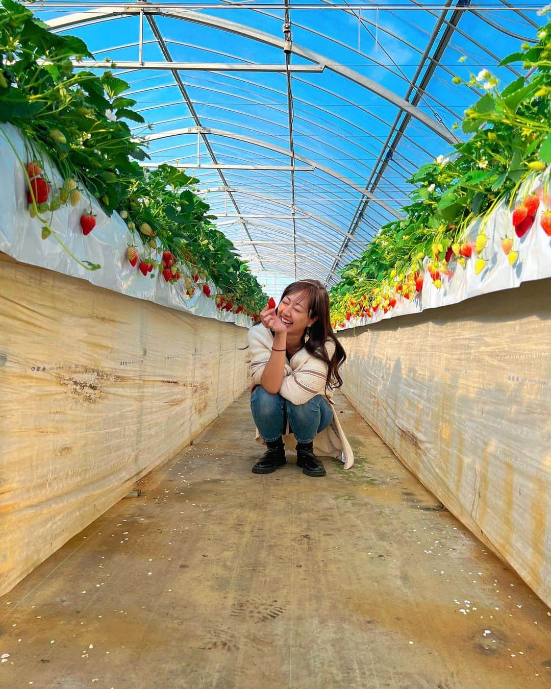 高橋有紀子のインスタグラム：「* 初めてのいちご狩り🍓 @湘南いちご狩りセンター  30分じゃ足りない！と思ったけど、 充分過ぎる程食べたし、 当分いちごは良いや、、と思ったけど、 また行きたくなってる🥹💭  ここは湘南育ちの野菜も直売してて それも含めて楽しかった🥦🧡  #いちご狩り #湘南 #初めて記念日」