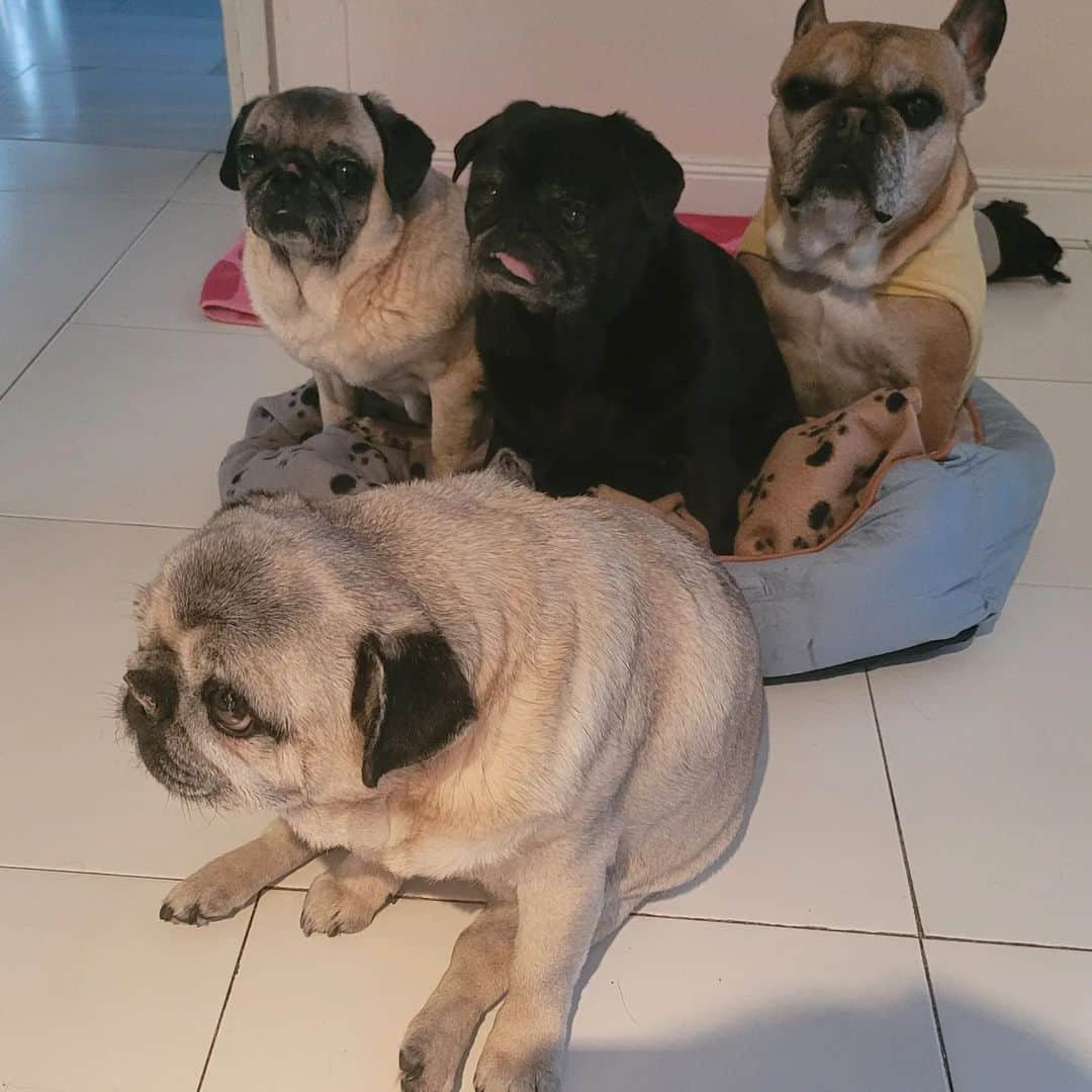 Nikitaさんのインスタグラム写真 - (NikitaInstagram)「Pug_nikita」1月31日 5時27分 - pug_nikita