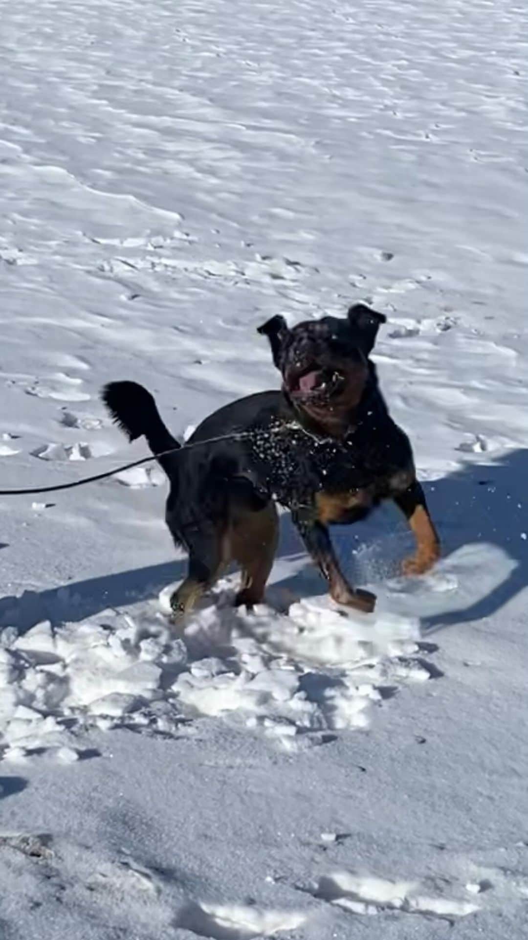 ヴァレンティナ・アリゲッティのインスタグラム：「❄️Quando ci chiedono se ci piace la neve❄️ #serjorah #marchesatokennel」