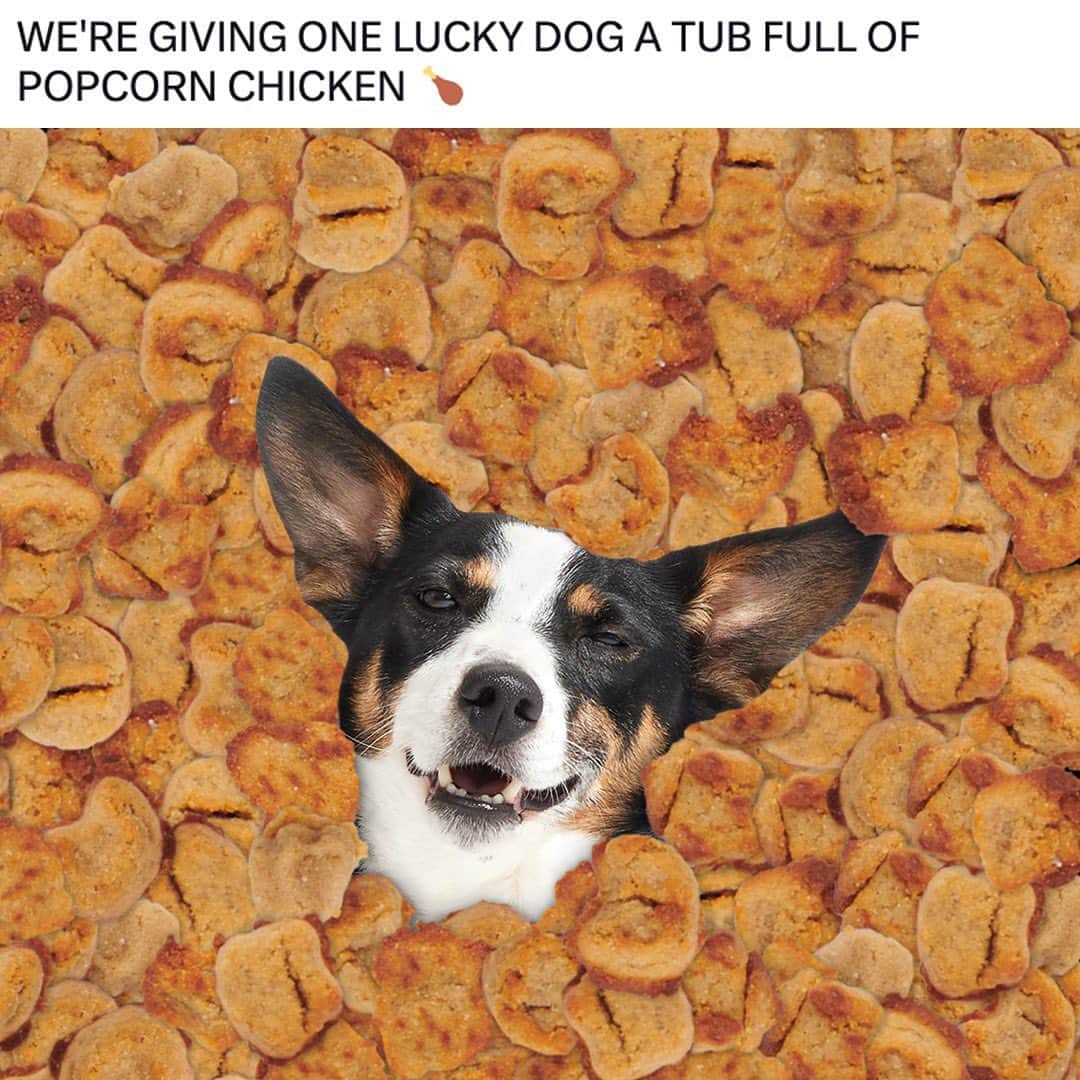 BarkBoxのインスタグラム：「🚨 WE HAVE A WINNER!🚨 PLEASE CONGRATULATE @marshmil0w ON THEIR RECENT ADDITION OF ONE TUB'S WORTH OF POPCORN CHICKEN 🐔   HERE’S OUR EXTRA CRISPY GIVEAWAY: ONE LUCKY PUP WILL GET A TUB FULL OF OUR POPCORN CHICKEN MADE JUST FOR DOGS!   HOW TO ENTER: ➡️ Follow @bark.food  ⬆️ Share this post ↪️ COMMENT & TAG one friend you’d give your last chicken nugget to  WINNERS GET: 🍗 200 bags of popcorn chicken 🤑 chicken-inspired toys 📣 announced on our social!  One winner will be announced NEXT MONDAY, FEBRUARY 6TH - SO STAY TUNED ⏰」