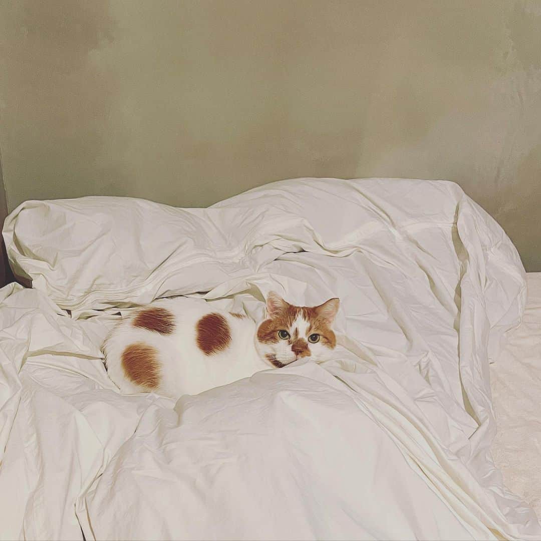 ミツバ&フックさんのインスタグラム写真 - (ミツバ&フックInstagram)「いないなぁーと思って探すと大抵はベッドにいます。仲良くなってきたので、どんこの背中のあたりに顔を埋めているとほんわか気持ち良くて、気がつくと一緒に寝ていました。  猫と過ごす1日はあっという間に過ぎてゆきます😴  #どんころり番外編」1月31日 11時43分 - umelon_instagram