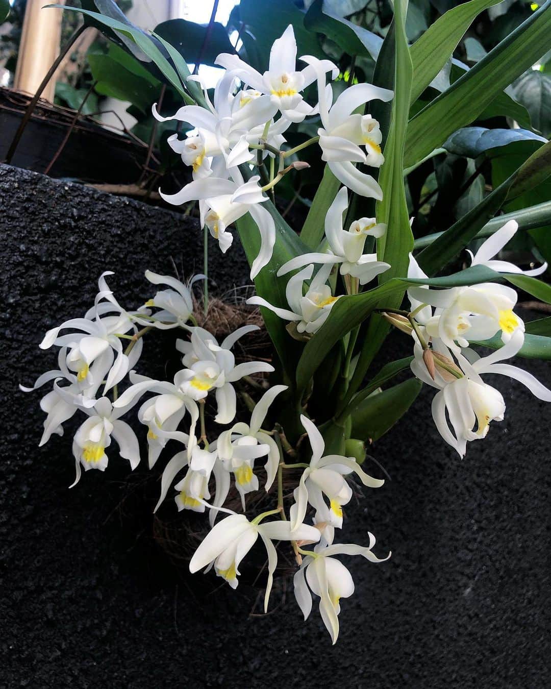 Baekのインスタグラム：「Coelogyne セロジネが満開🤍 去年は花芽が二つだったのが今年は5個も出てくれました！ お花も32個も咲いた🌟 近くを通るたびに甘くていい香りがして嬉しいです。  元々寒さに強い品種とは聞いたのですがこんな寒い冬に耐えていっぱいお花を咲かせてくれてありがとうございます🙏❄️🤍」