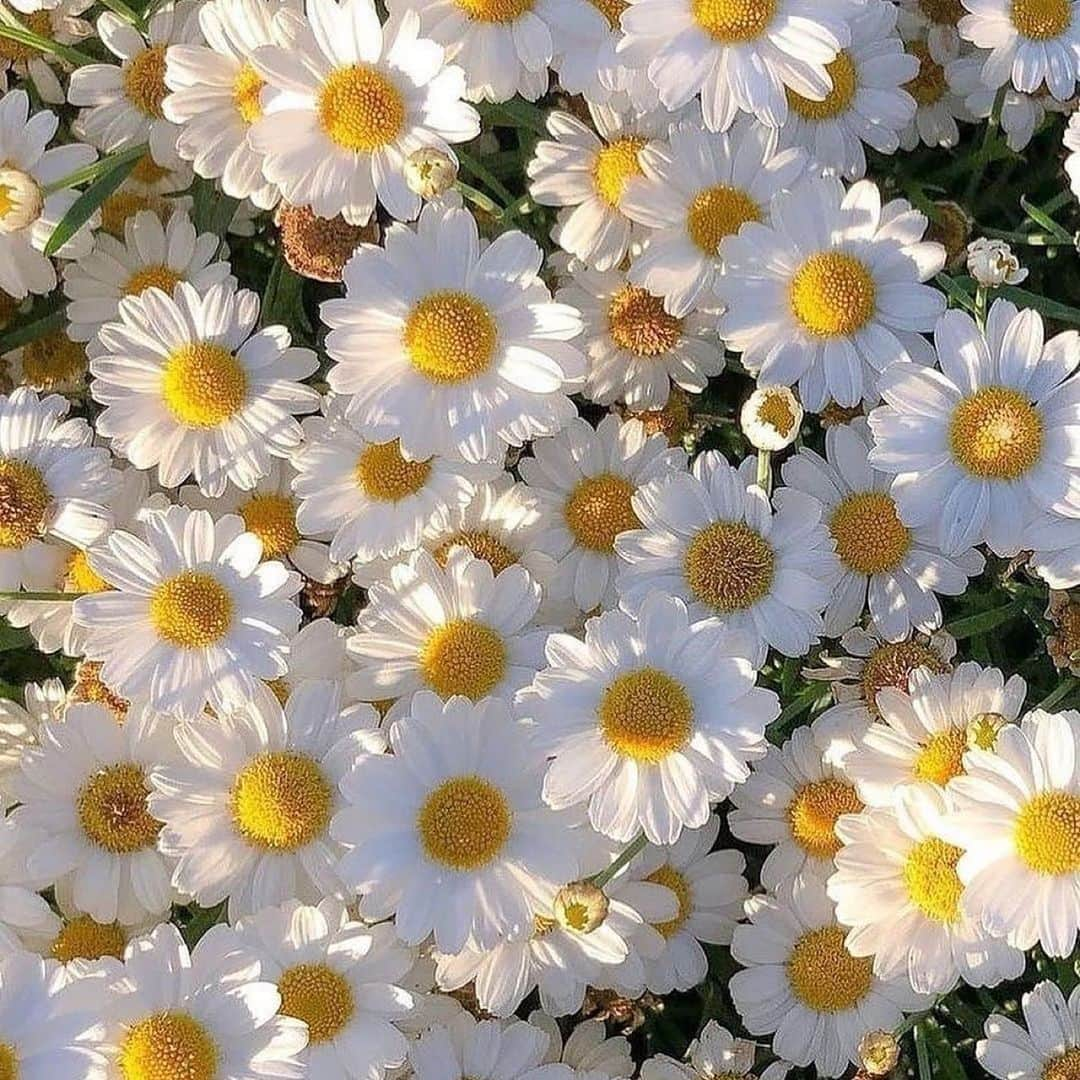 HONOKAのインスタグラム：「🌼🌼🌼  기다리고 있어 ¨̮」