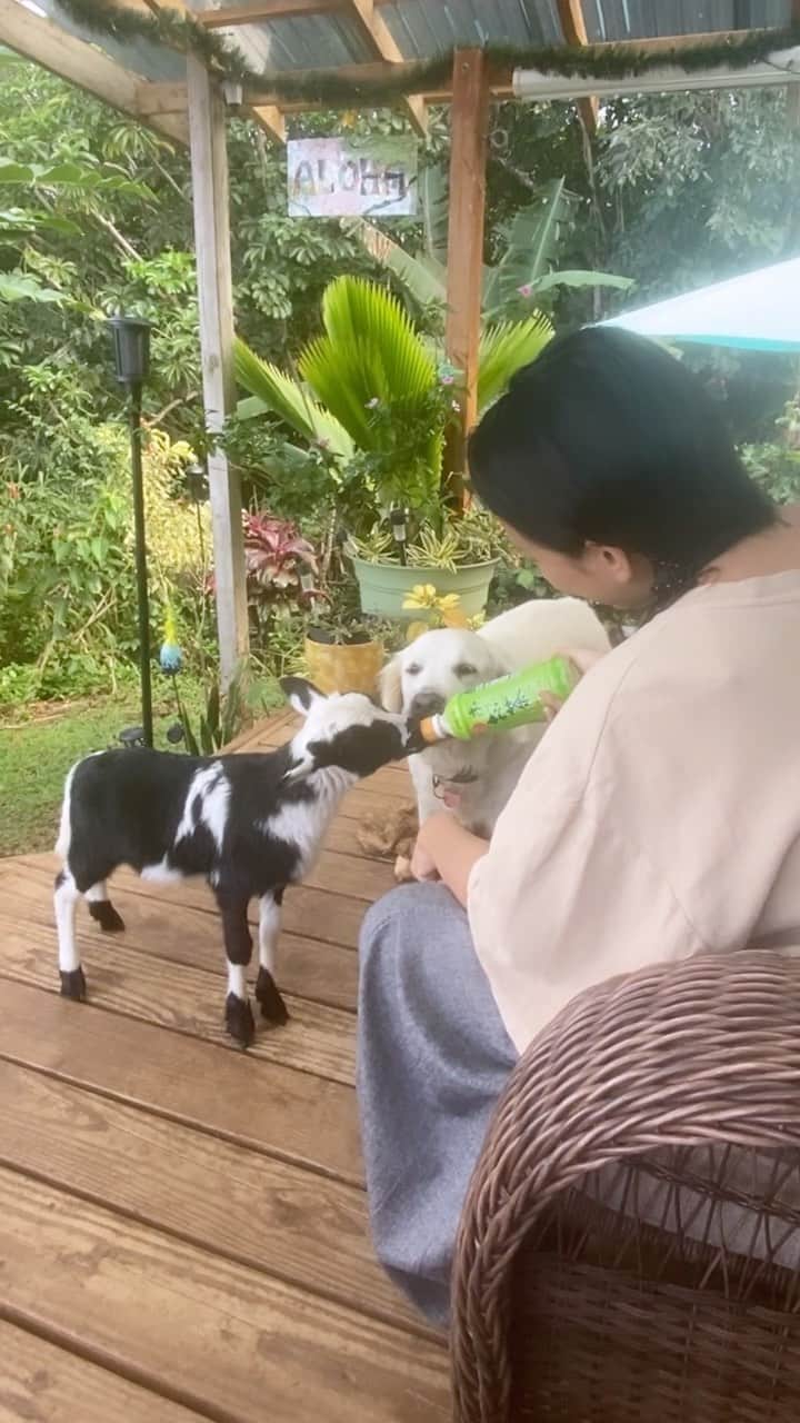 立花亜野芽のインスタグラム：「This is the heaven man 🤙🤍  #milktime  #hawaiibigisland #ハワイ島」