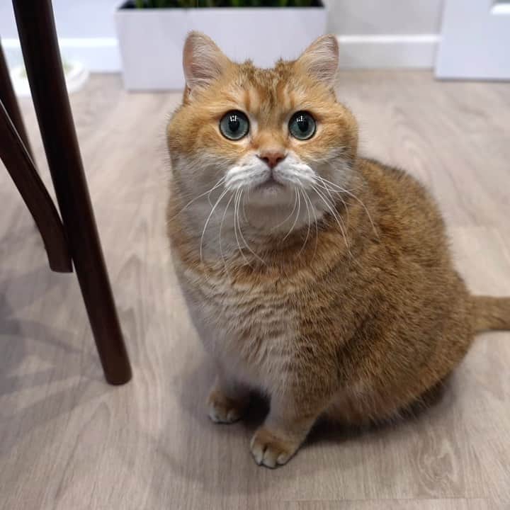 のインスタグラム：「Meow and delicious butter 🧈」