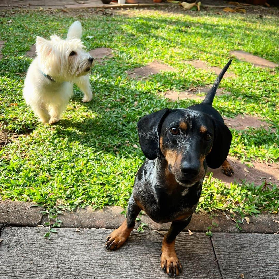 Hoykong&Plamuekさんのインスタグラム写真 - (Hoykong&PlamuekInstagram)「Hello!!!  I’m ready to play!! 😍  #dachshundofinstagram #doxiesofinstagram  #kg_doxie #คั่วกลิ้งไส้กรอก #ปลาหมึกคั่วกลิ้ง #dachshund #kuaglingdoxie #westiegram #dogstagram」1月31日 18時39分 - hoykongplamuek