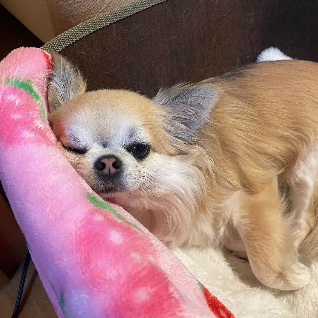 JUNさんのインスタグラム写真 - (JUNInstagram)「1/26 泰可birthday🫶🏻  先日64歳になった父、泰可。 しっかりおじいちゃんになったな〜 って感じだけども変わらず 世界で1番大好きで尊敬する男性  小さい頃は仏壇の前で 木魚とお鈴でバンド結成してたな笑  ふざけ合ってケタケタ笑って 母に冷やかな目で見られる、父と娘  出張でいない時は父の枕で寝てたりも  めちゃくちゃな事言いすぎて ブン殴られた記憶もございます笑 愛の鞭ですね  それでも今も愛してくれる父 ありがとう、大好き 長生きしてくださいませ♥️  可愛いケーキと大好きな団子 片目潰れたブサカワろびん様 完全にシカトなろびん様🐶 の、四本立てでございます。  #大好きな人 #長生きしてね  #誕生日 #birthday #愛犬 #いぬすたぐらむ  #チワワ #ちわわ #ちわすたぐらむ  #お犬様」1月31日 18時49分 - aiko_pilates.88