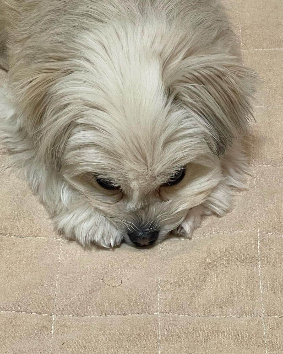 kouzuma ショートマスターさんのインスタグラム写真 - (kouzuma ショートマスターInstagram)「眠くて前脚に アゴ乗せてるポメマル。  #タグ多すぎ、、  #ポメマル  #ポメラニアン #マルチーズ  #犬  #いぬ  #dogstagram  #いぬとの暮らし #ポメマルしか勝たん  #犬好きな人と繋がりたい  #ミックス  #愛犬  #いぬのいる暮らし #いぬのきもち #こいぬ  #こいぬすたぐらむ  #こいぬのいる暮らし  #ぽめまる  #ぽめらにあん   #わんこなしでは生きていけません会#わんこ #いぬすたぐらむ  #ぽめまる  #まるぽめ  #マルポメ #犬投稿」1月31日 20時38分 - kouzuma