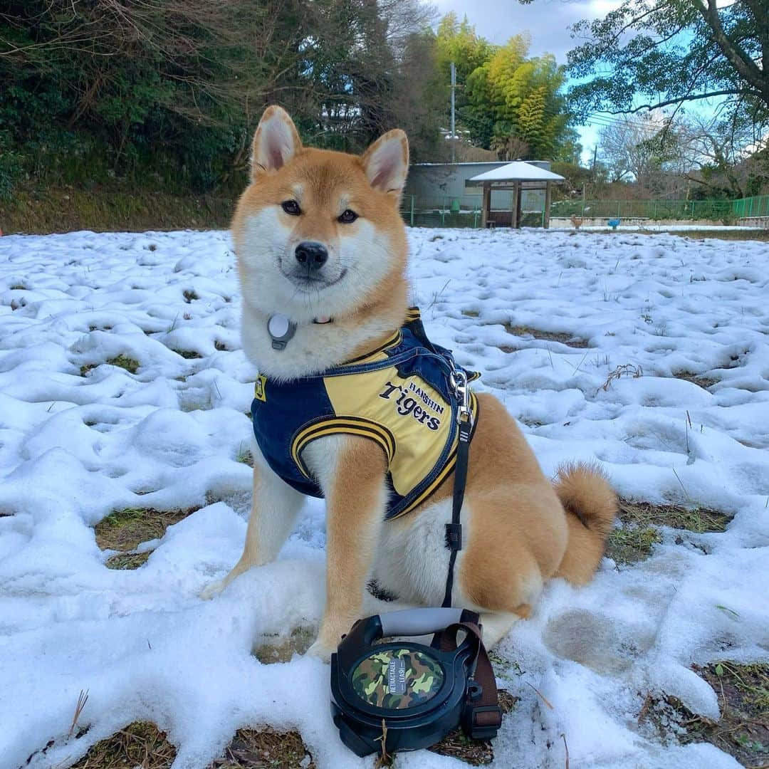 和風総分家さんのインスタグラム写真 - (和風総分家Instagram)「生まれて初めての雪☃️☃️  大興奮コマちゃん？？！ —————————— 初雪の動画YouTube撮りました📸 今週中に公開します♪お楽しみに♪  （登録者35万人ありがとうございます🙇）  #柴犬ライフ  #柴犬のいる暮らし  #柴犬好きな人と繋がりたい  #犬の散歩  #愛犬の日  #可愛い犬  #tiktokdog  #和風総分家」1月31日 20時48分 - sibabunke