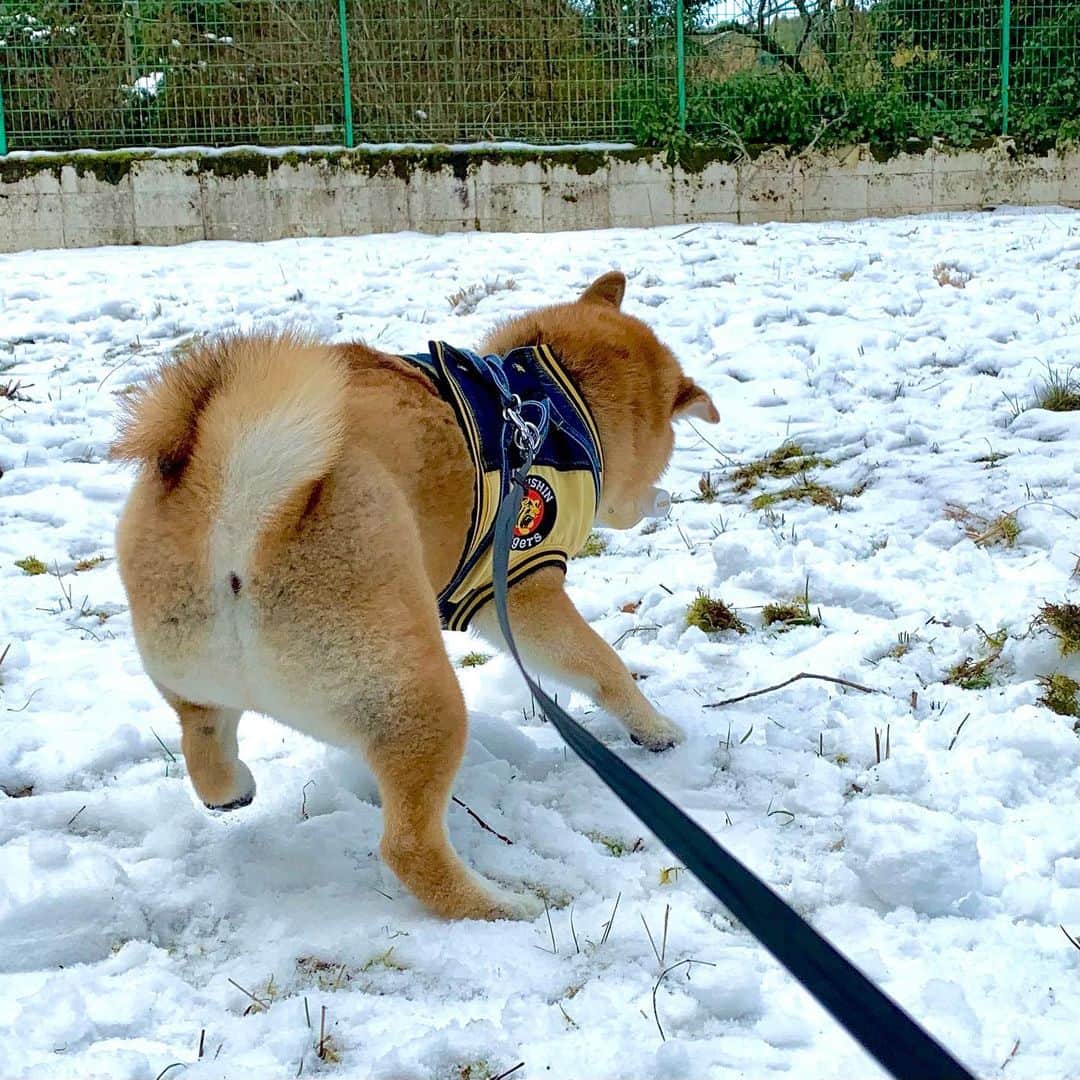 和風総分家さんのインスタグラム写真 - (和風総分家Instagram)「生まれて初めての雪☃️☃️  大興奮コマちゃん？？！ —————————— 初雪の動画YouTube撮りました📸 今週中に公開します♪お楽しみに♪  （登録者35万人ありがとうございます🙇）  #柴犬ライフ  #柴犬のいる暮らし  #柴犬好きな人と繋がりたい  #犬の散歩  #愛犬の日  #可愛い犬  #tiktokdog  #和風総分家」1月31日 20時48分 - sibabunke