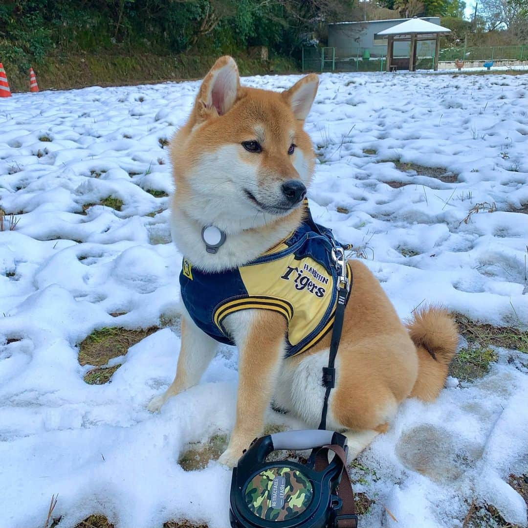 和風総分家のインスタグラム：「生まれて初めての雪☃️☃️  大興奮コマちゃん？？！ —————————— 初雪の動画YouTube撮りました📸 今週中に公開します♪お楽しみに♪  （登録者35万人ありがとうございます🙇）  #柴犬ライフ  #柴犬のいる暮らし  #柴犬好きな人と繋がりたい  #犬の散歩  #愛犬の日  #可愛い犬  #tiktokdog  #和風総分家」